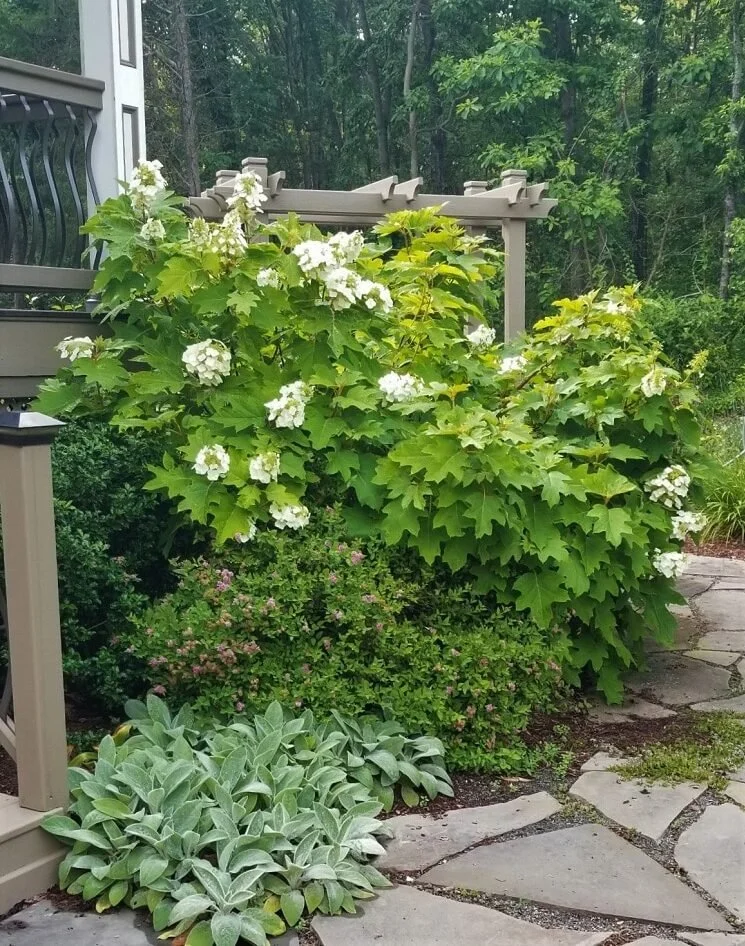Oakleaf hydrangea (Hydrangea quercifolia)