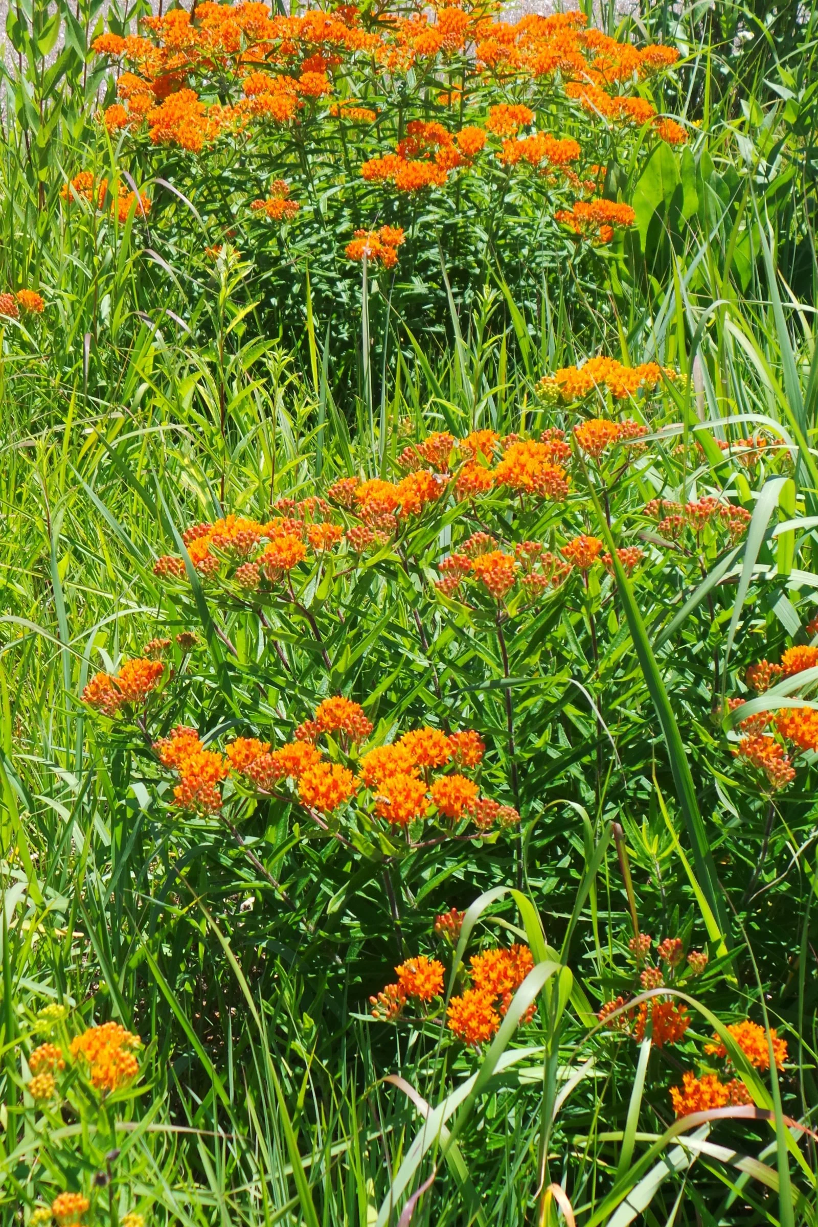 Butterflyweed (Asclepias tuberosa)