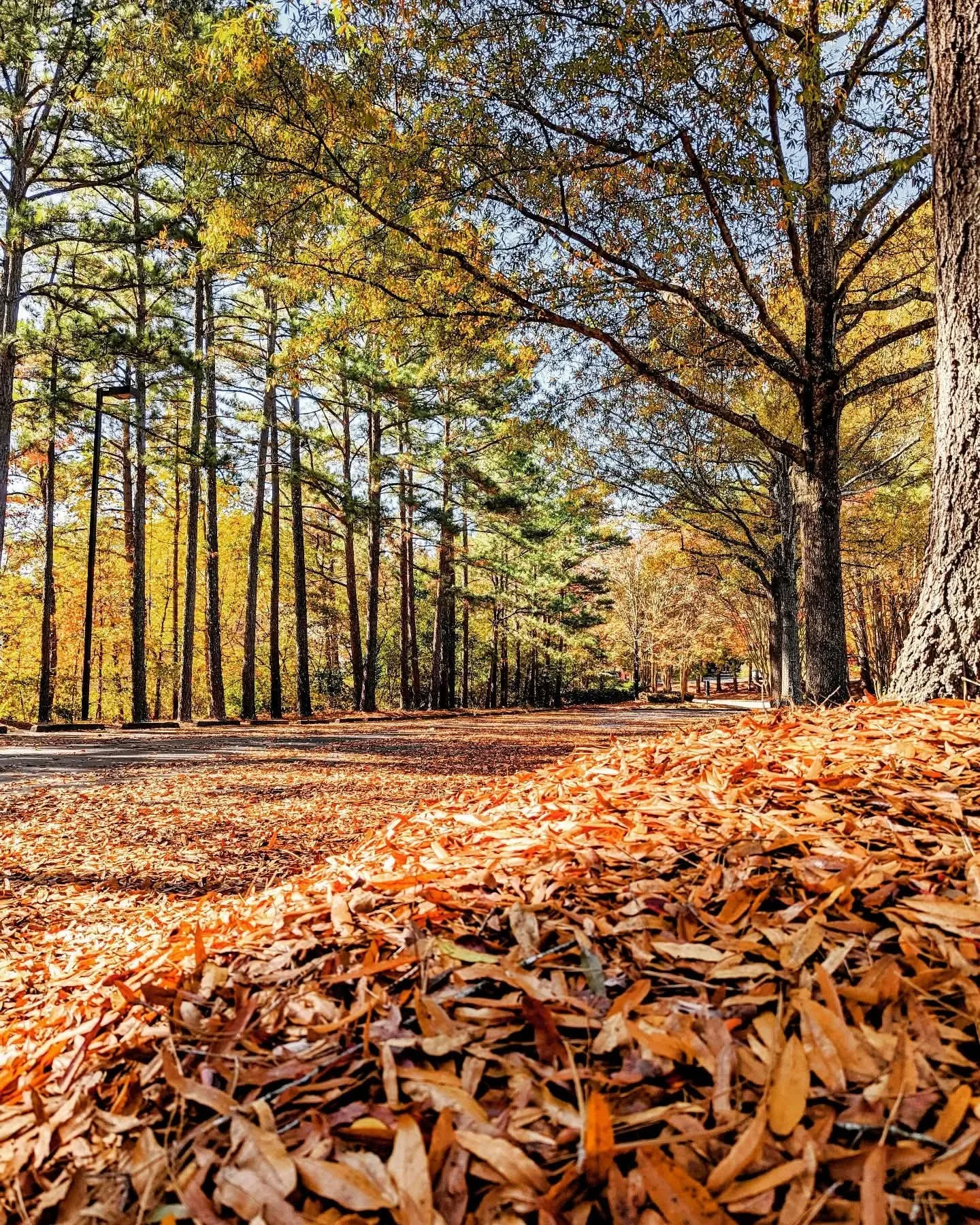 A forest scene in autumn with a trail covered in fallen leaves, tall trees with changing leaves, and sunlight filtering through the branches.