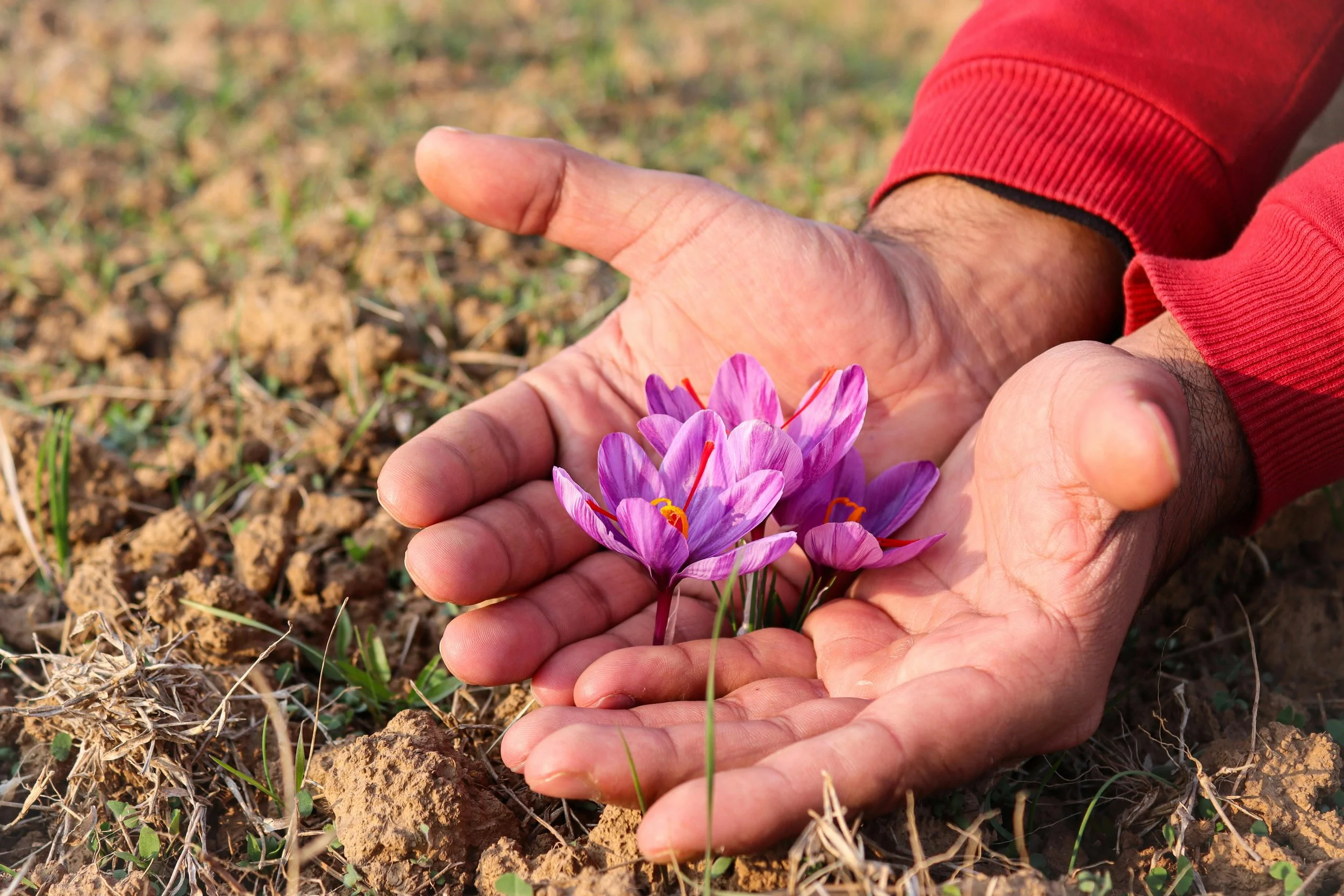 How Saffron Supports the Brain, Mental Health, and the Body