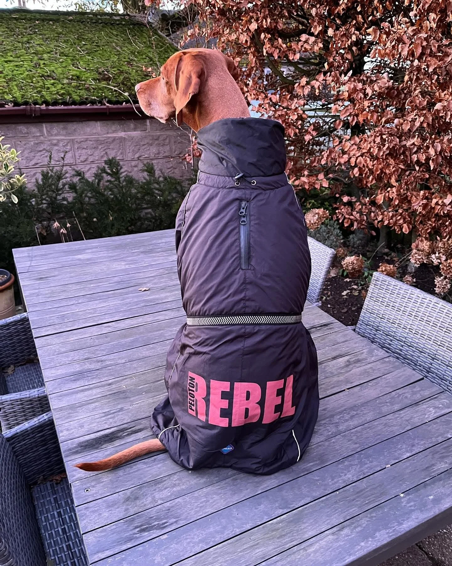 A dog wearing a black jacket with pink words that say REBEL, sitting on a wooden outdoor table surrounded by wicker chairs, near pink and green bushes and a brick wall.