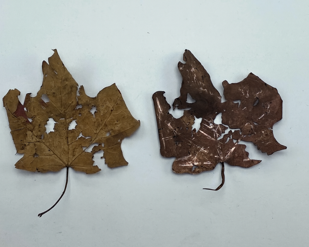Two dried maple leaves, one is sourced from outside and the other is replicated in metal