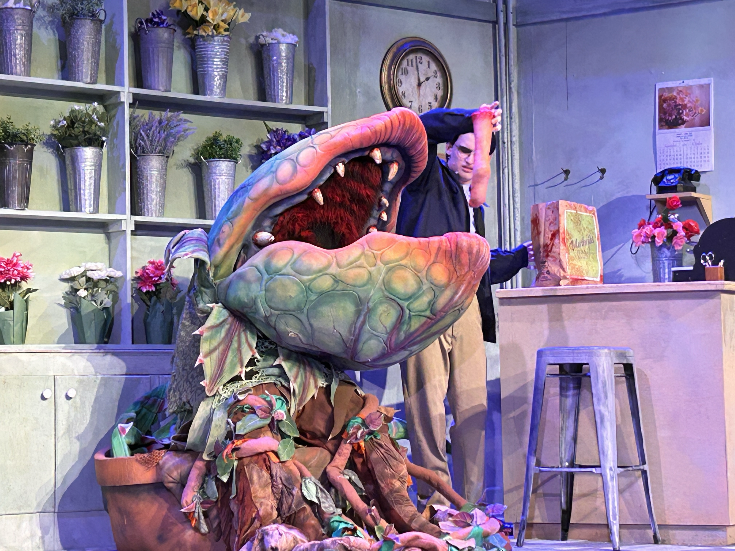A puppet of a flesh-eating plant, with an open mouth showing teeth, sits on stage with a backdrop of a clock, shelves with potted flowers, and a desk with a vintage telephone and pink flowers. A man is feeding the plant body parts.