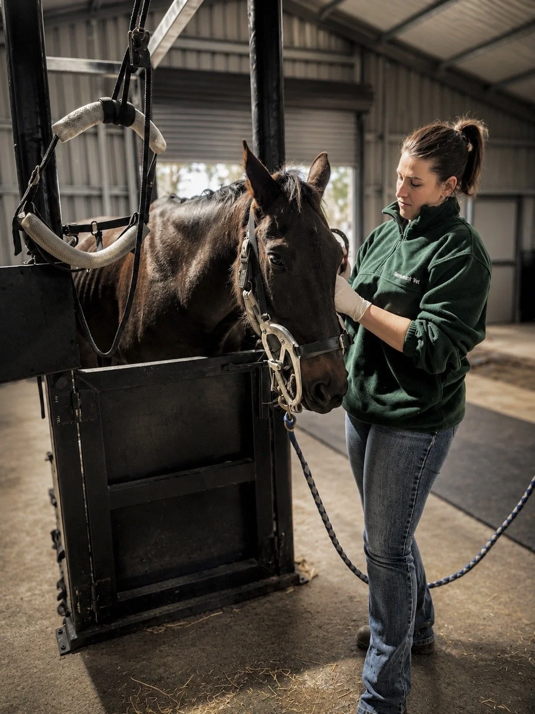 Equine veterinarian performing a horse health examination in a veterinary crush at an equine veterinary clinic, checking a horse during a routine veterinary assessment.