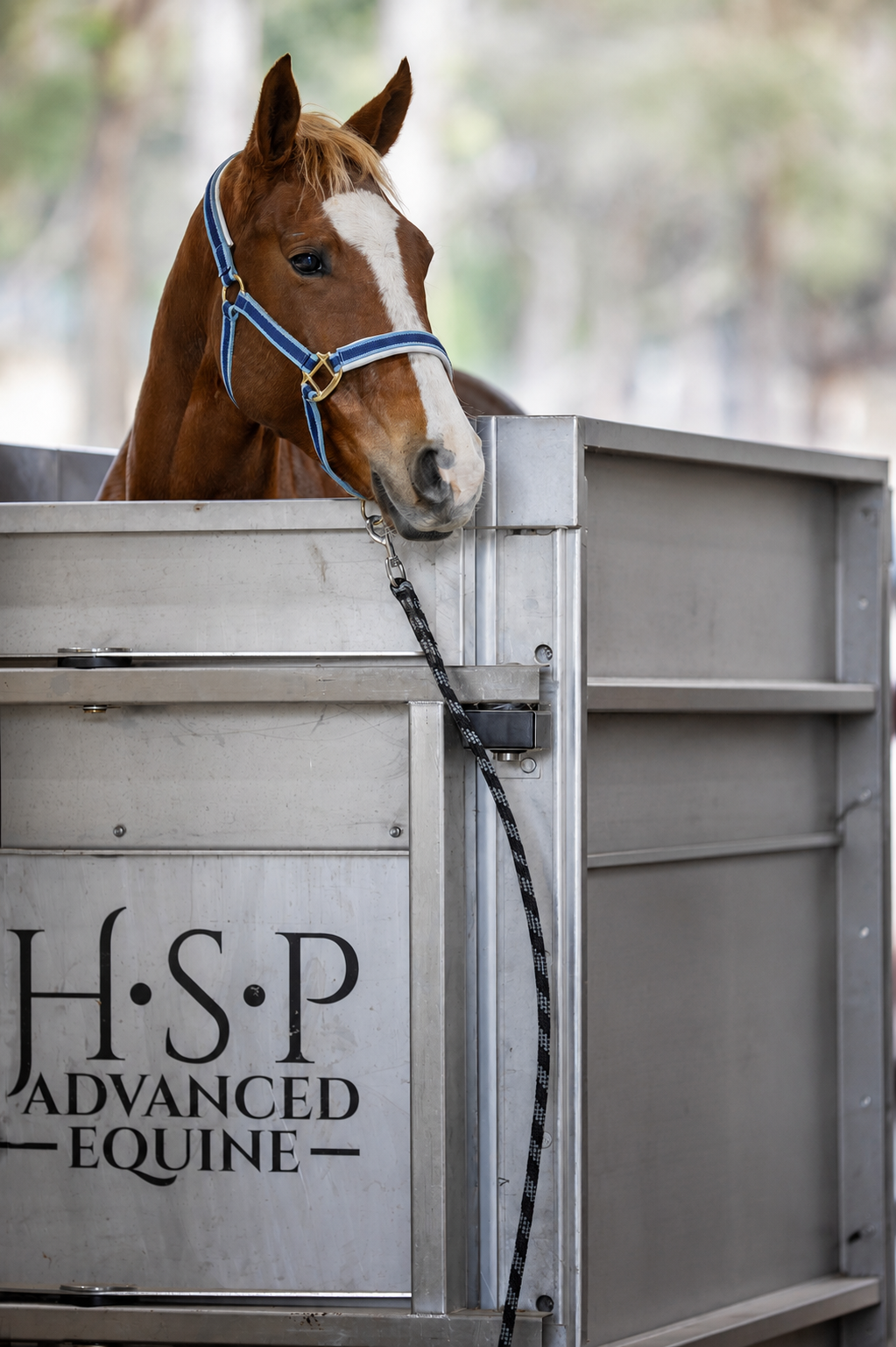 Horse receiving cold water hydrotherapy in a specialised equine cold therapy spa at HSP Advanced Equine, supporting rehabilitation and recovery from equine injuries.