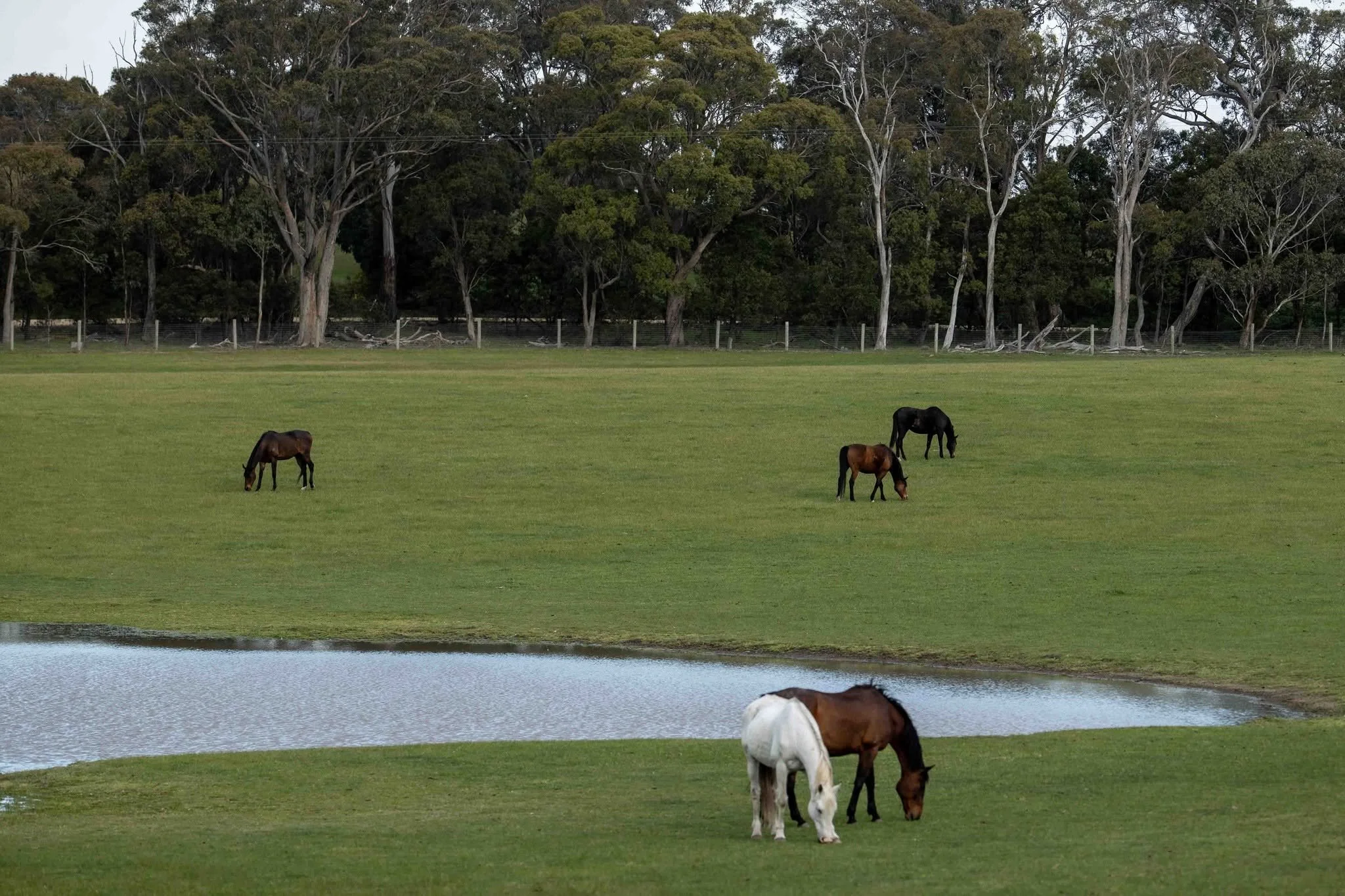 Horses grazing in spacious spelling paddocks beside a lake, providing a peaceful environment for rest, recovery and rehabilitation at an equine veterinary facility.