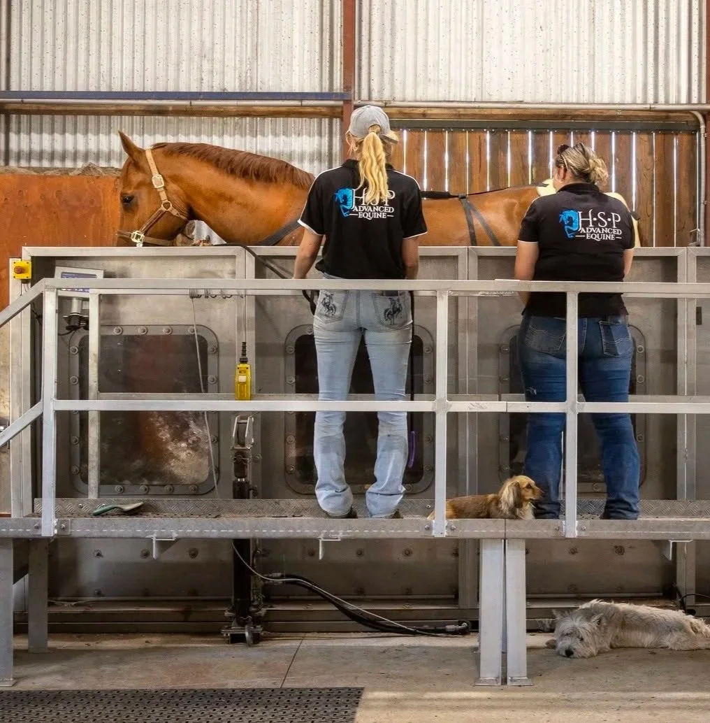 Horse undergoing water treadmill rehabilitation with equine rehabilitation staff at an advanced equine veterinary and rehabilitation facility, supporting recovery from injury and improving strength, mobility and fitness.