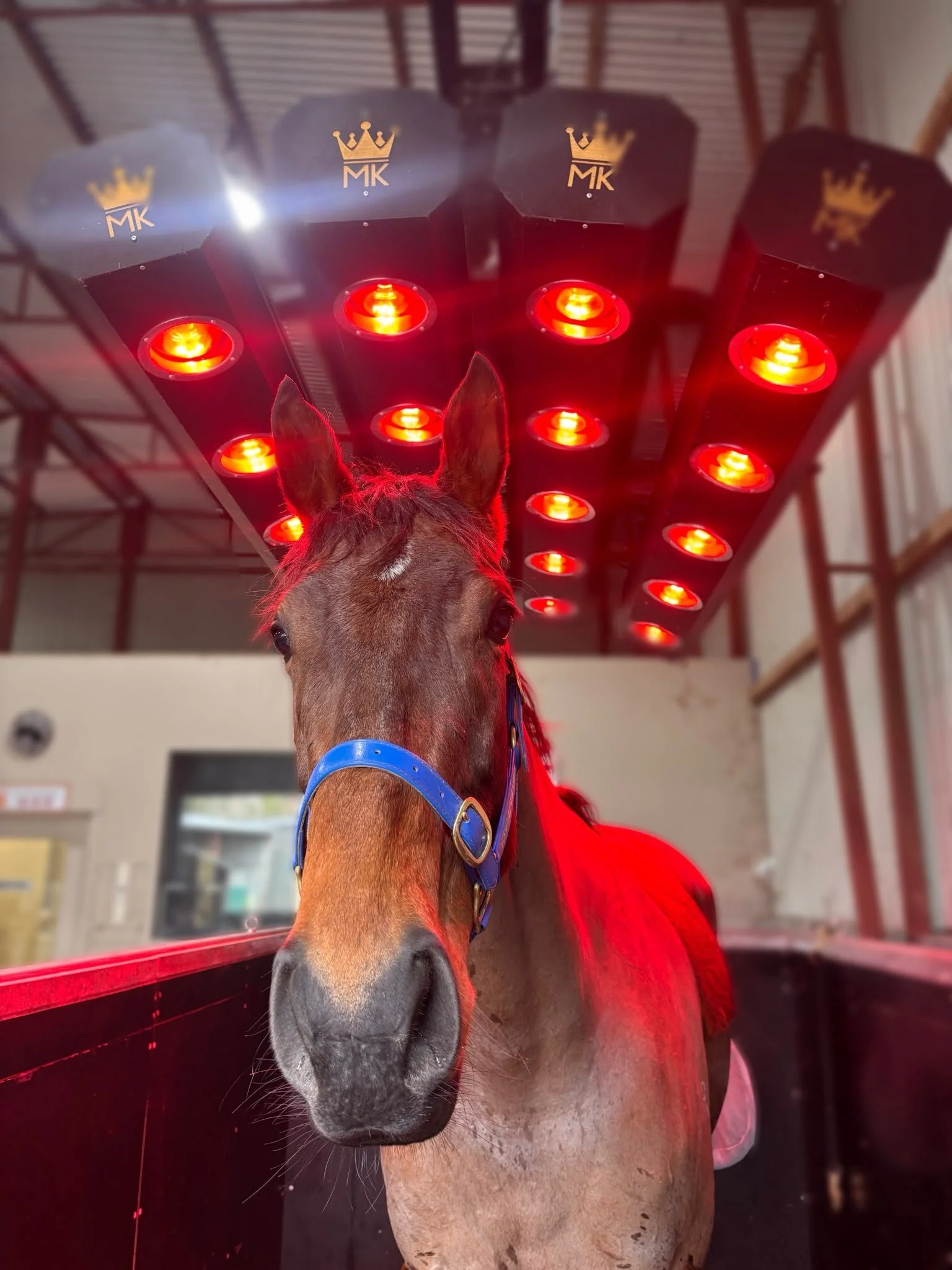Horse receiving infrared light therapy under red light therapy lamps at an equine rehabilitation facility, supporting recovery and rehabilitation as part of professional equine veterinary care.