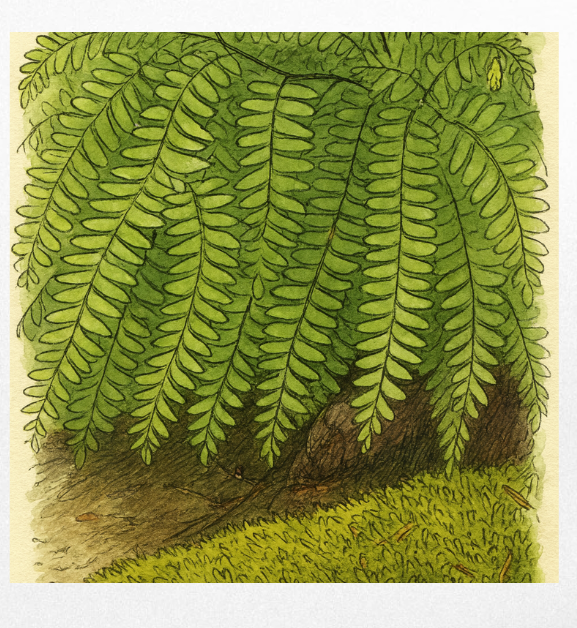 Illustration of green fern leaves growing over the ground.