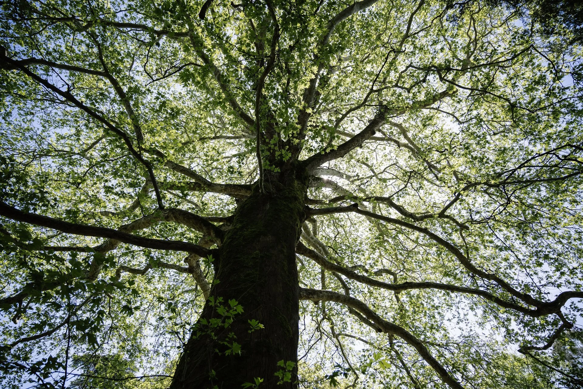 medium-vecteezy_giant-redwood-tree-view-from-below-to-the-sky-through-the_25688400_medium.jpg