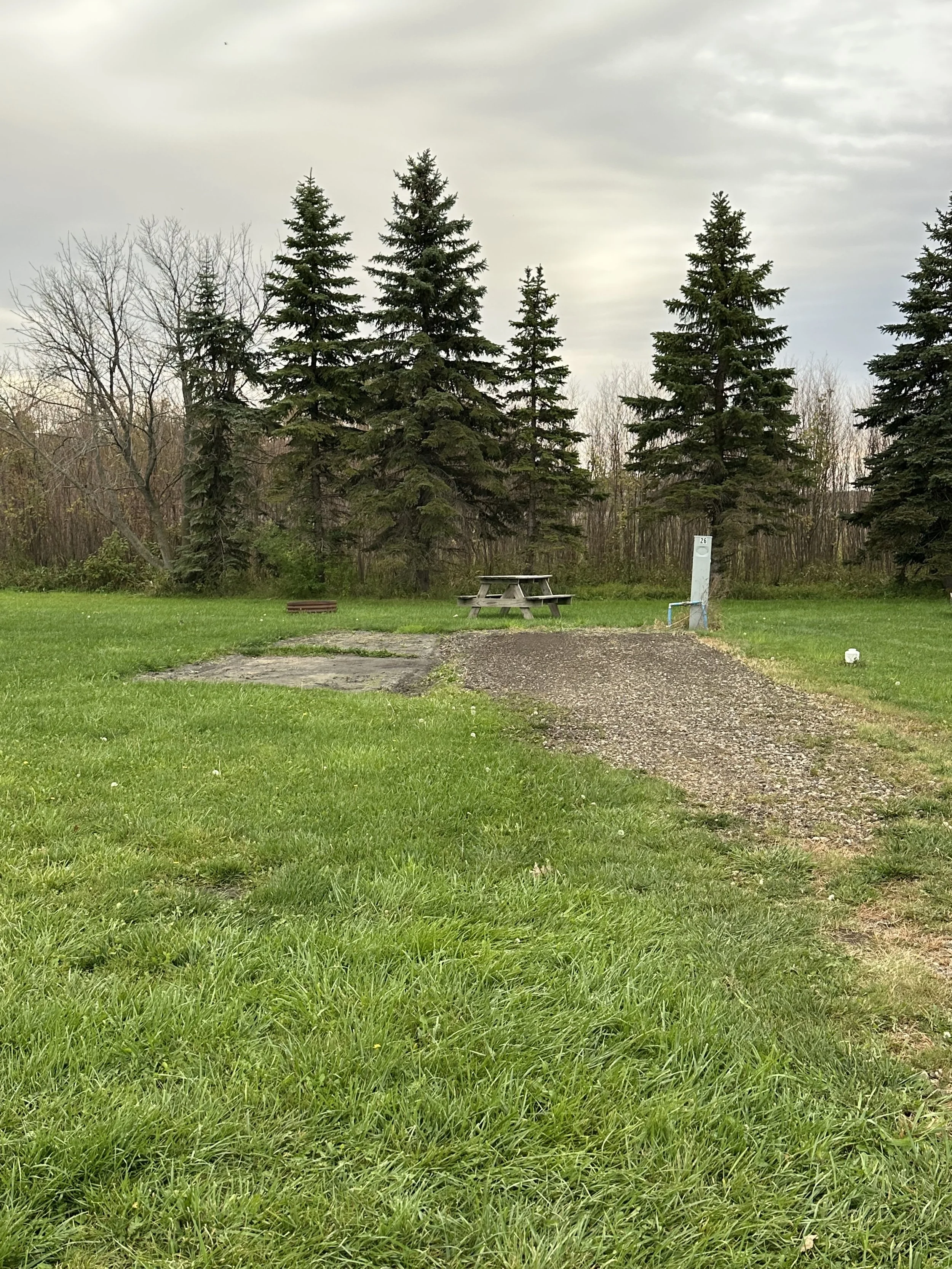 A grassy area with a gravel pathway leading to a picnic table and a white utility pole in the background, surrounded by tall pine trees under an overcast sky.
