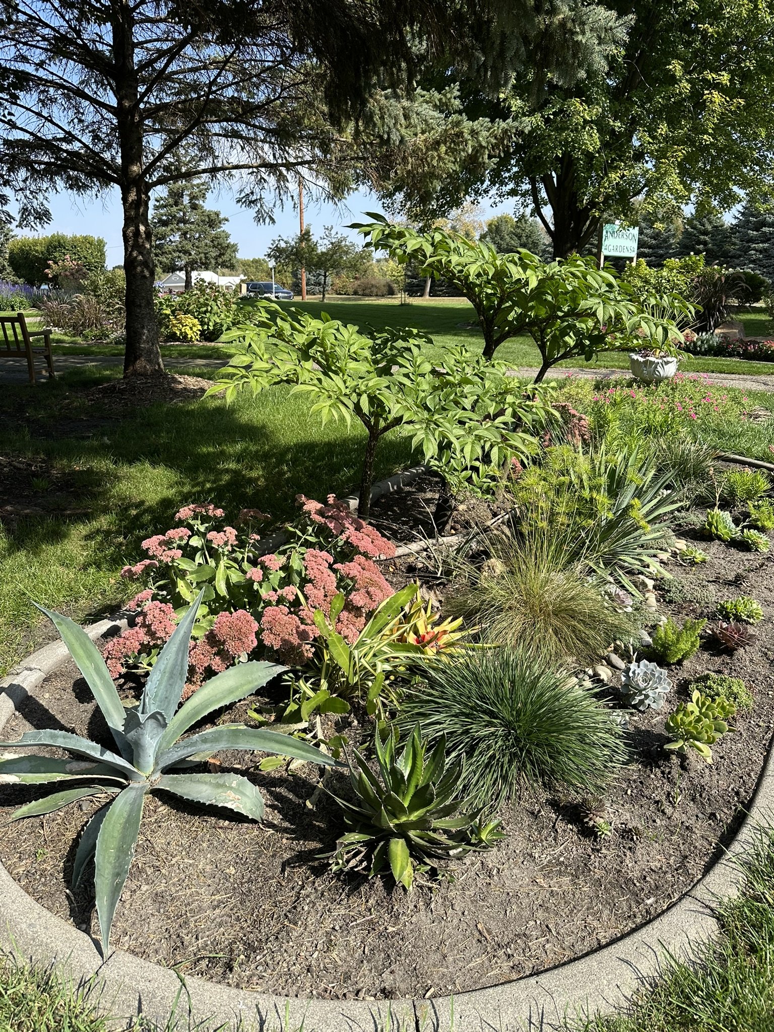 A mini arboretum with a well-maintained garden bed with various plants, including succulent, ornamental grass, and flowering plants, surrounded by a concrete border, with a tree and lawn in the background.