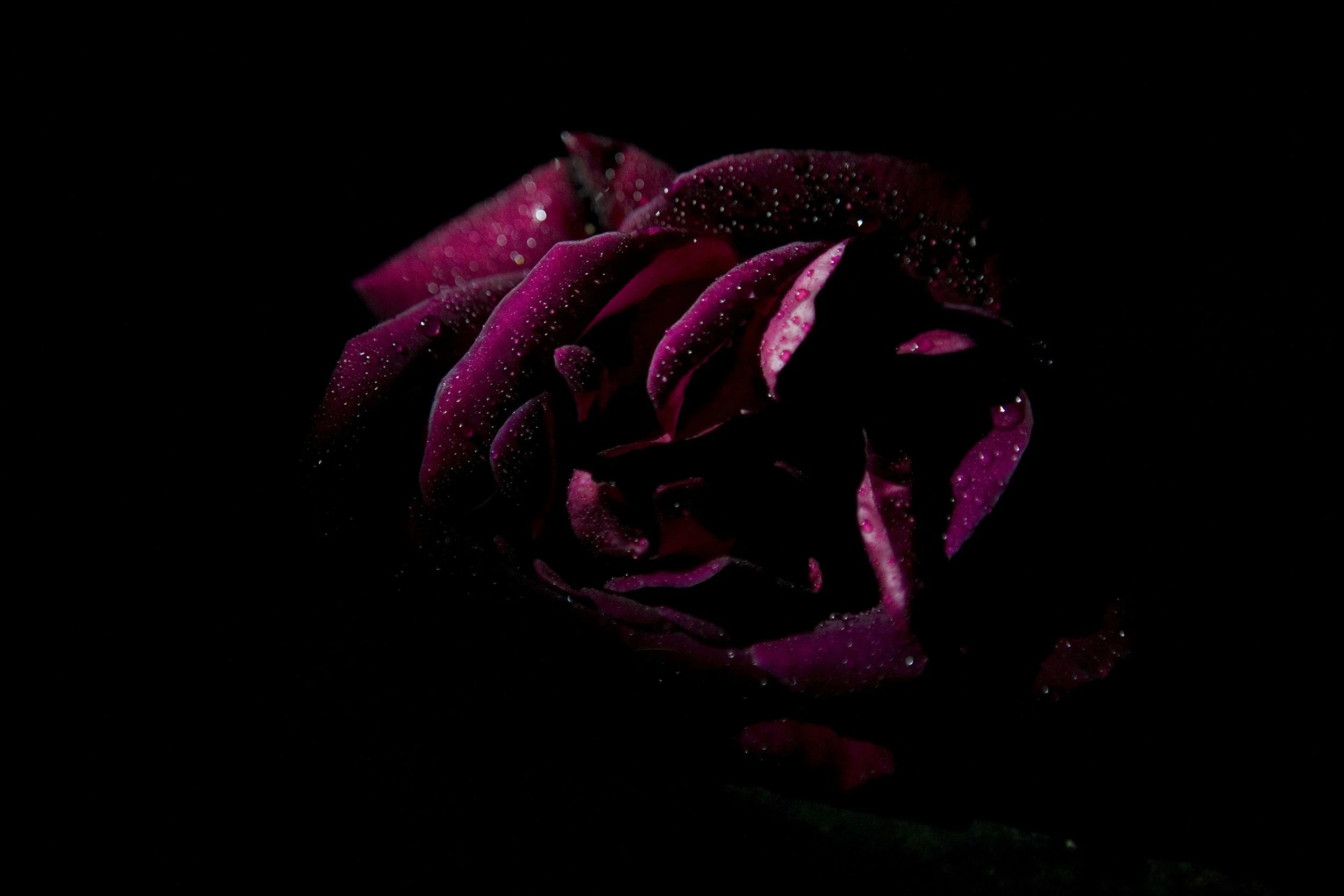 Dark pink rose with dew drops on petals, illuminated against a black background