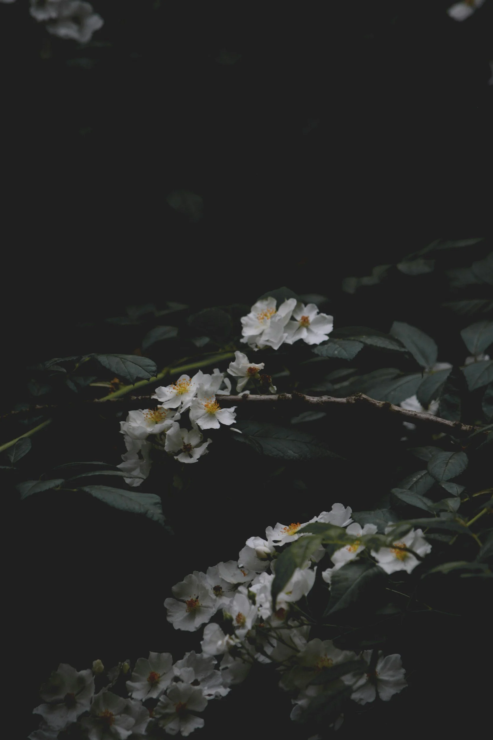 White flowers with yellow centers resting on dark green leaves and branches in low-light conditions.