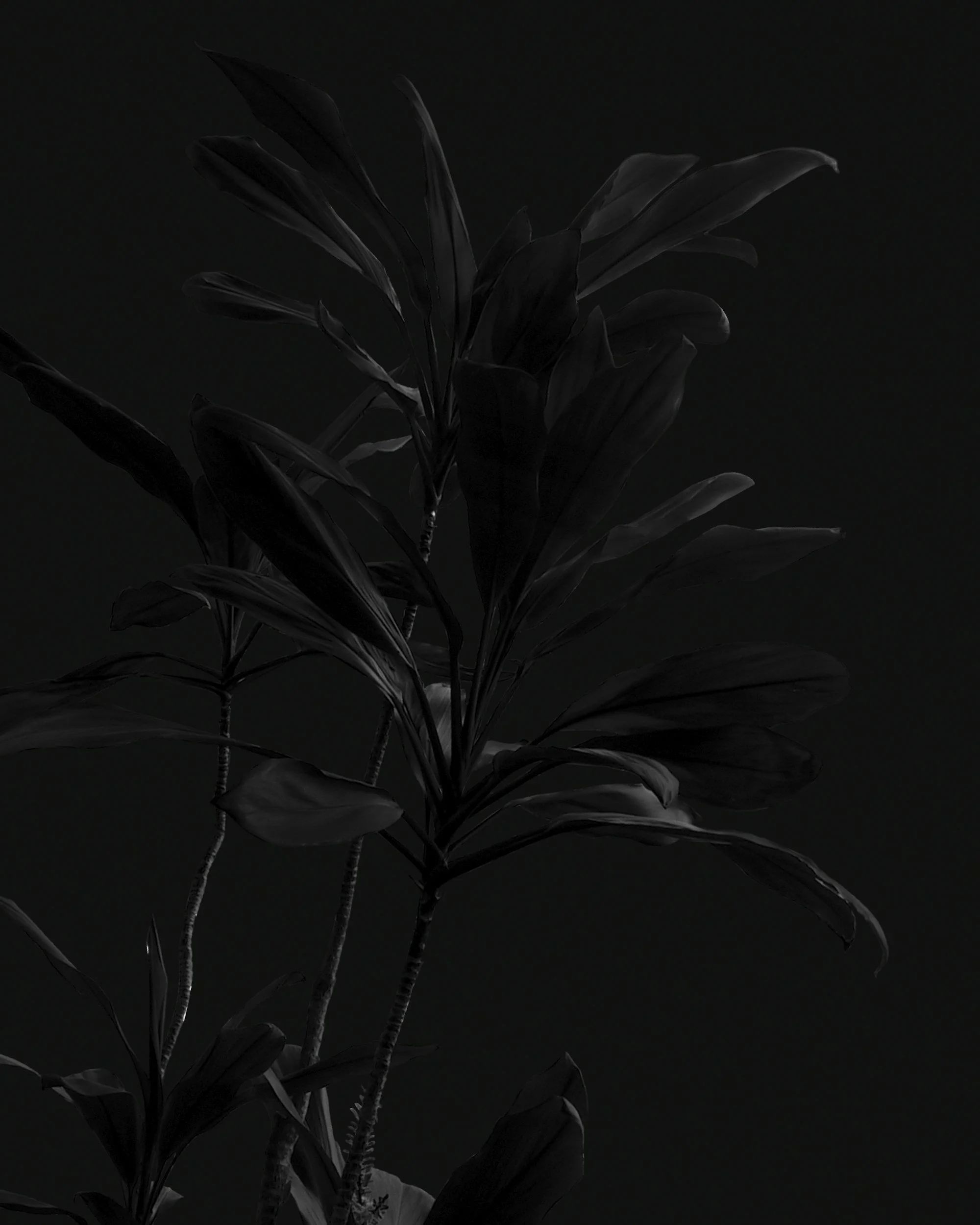A silhouette of a plant with dark leaves against a black background.