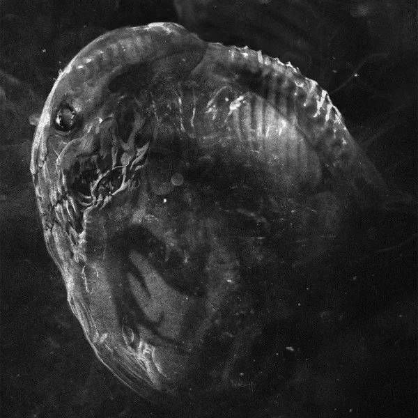 MADRE “Embyro” LP