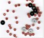 Halloween Quadrielle,
SV-CP385
Suggested Retail Price: $10.00