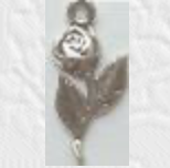 Sterling Silver Rose,
SV-CP188
Suggested Retail Price: $12.00