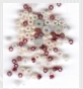 Spring Blossoms,
SV-CP451
Suggested Retail Price: $10.00