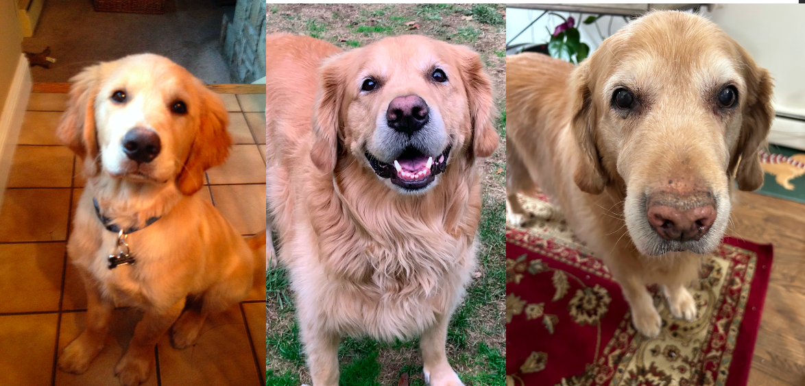 A Tribute to a Good Boy