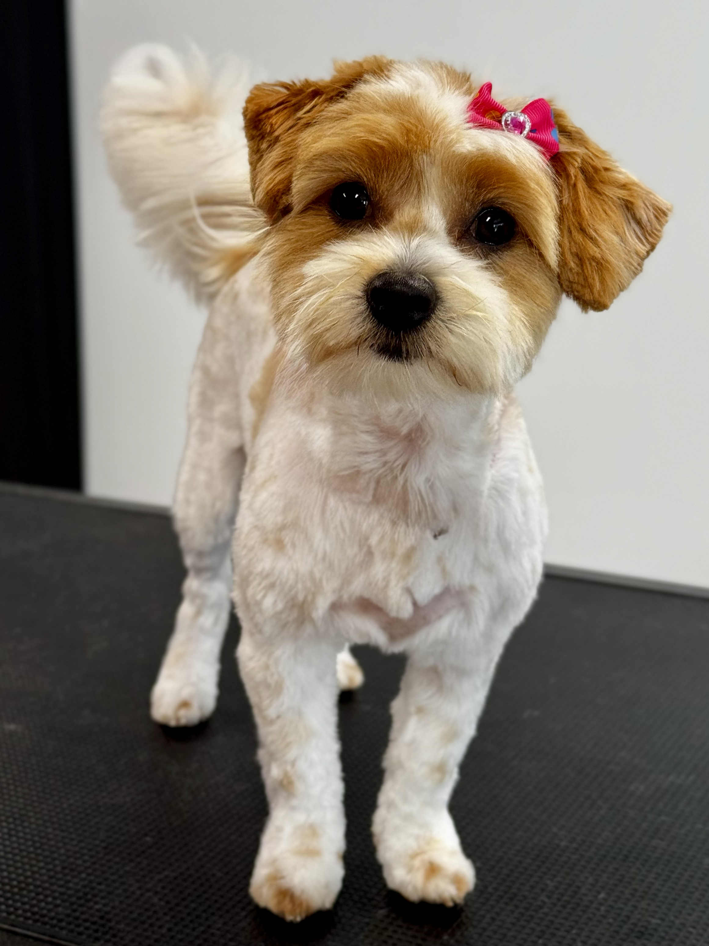 tempImageb8OLq7.png