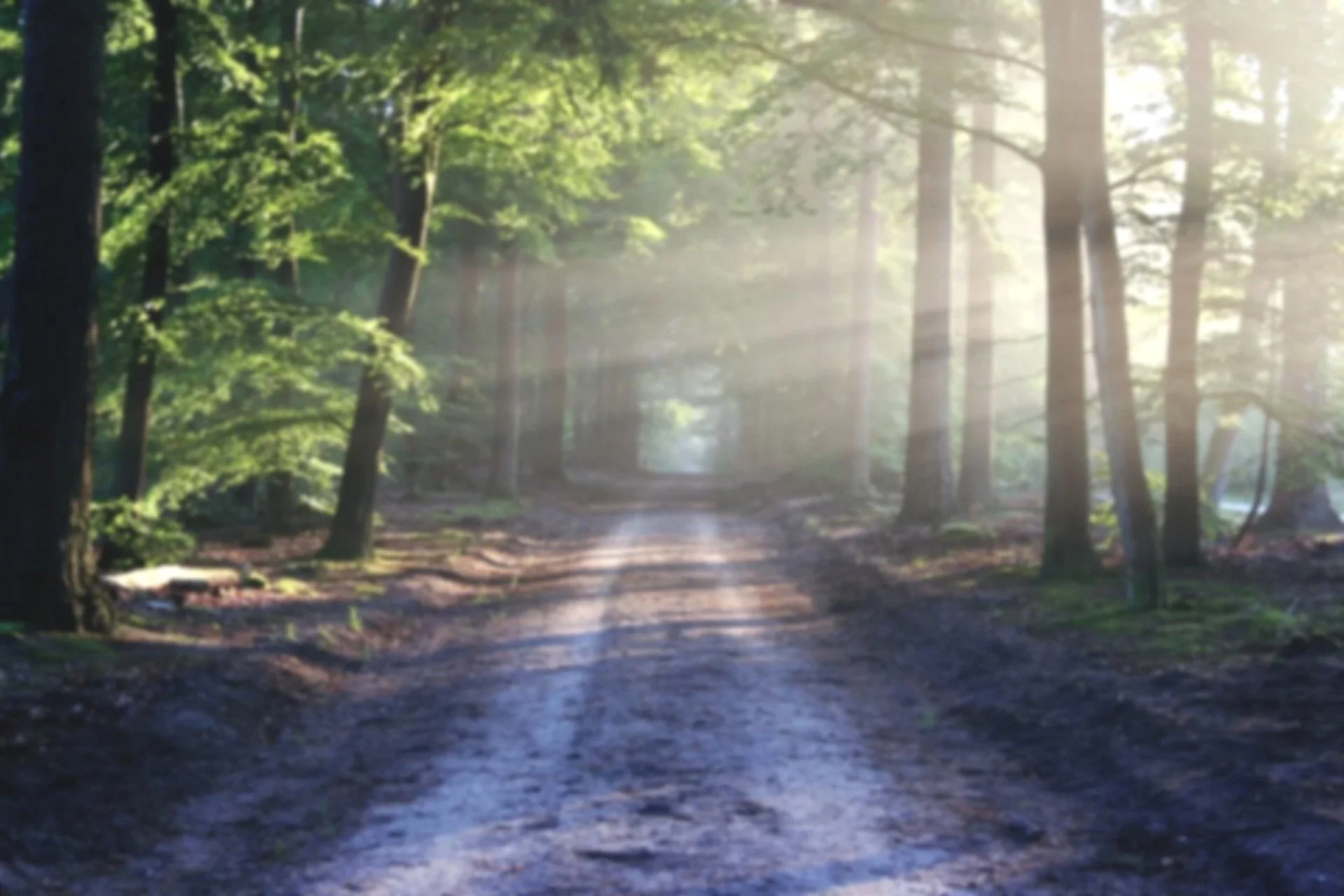 Sunlight streaming through a green forest on a dirt path.