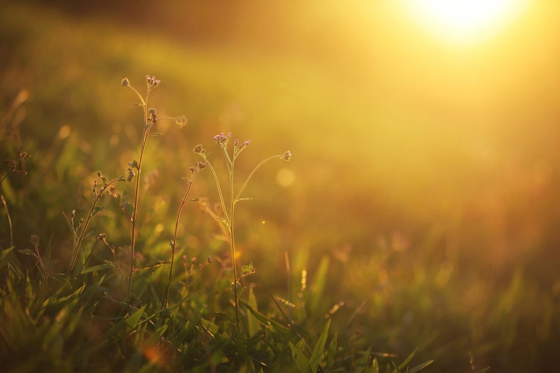 Close-up of wildflowers and grass illuminated by warm, golden sunlight at sunset.