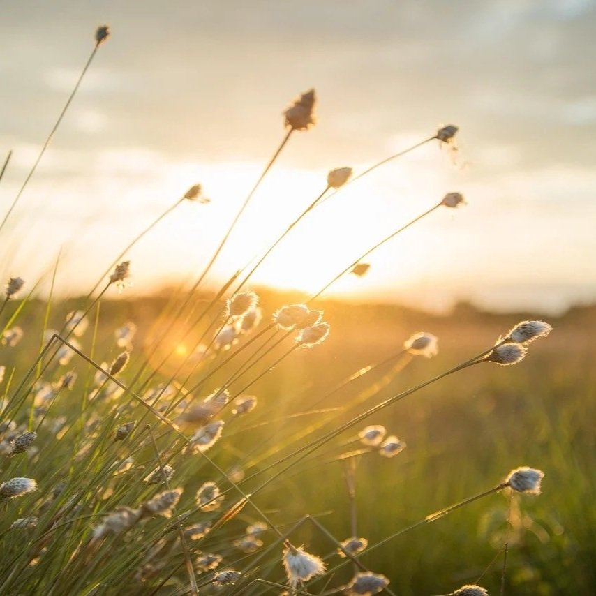 Close-up of wild grass with fluffy seed heads at sunset, with a golden sky and clouds in the background.
