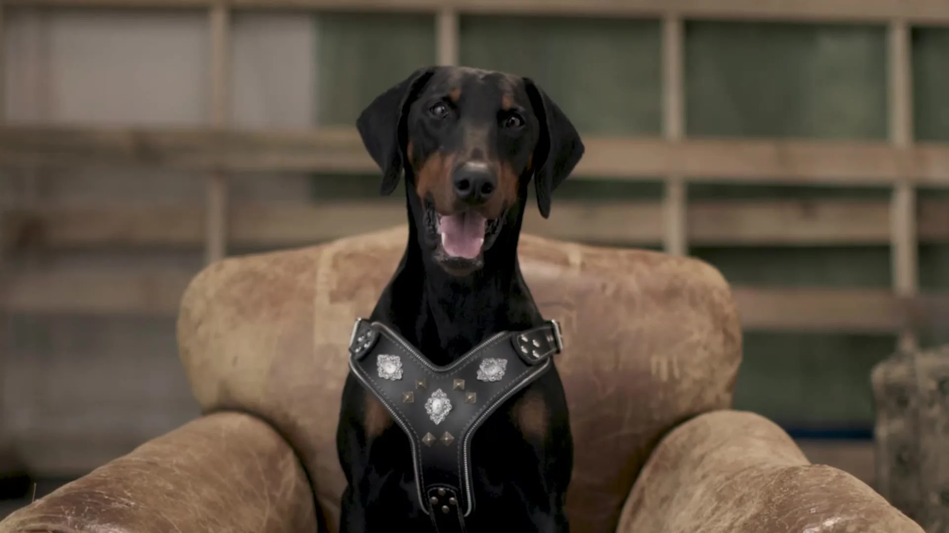 Dobermann sitting in an armchair, from a Sky Cinema pre-roll