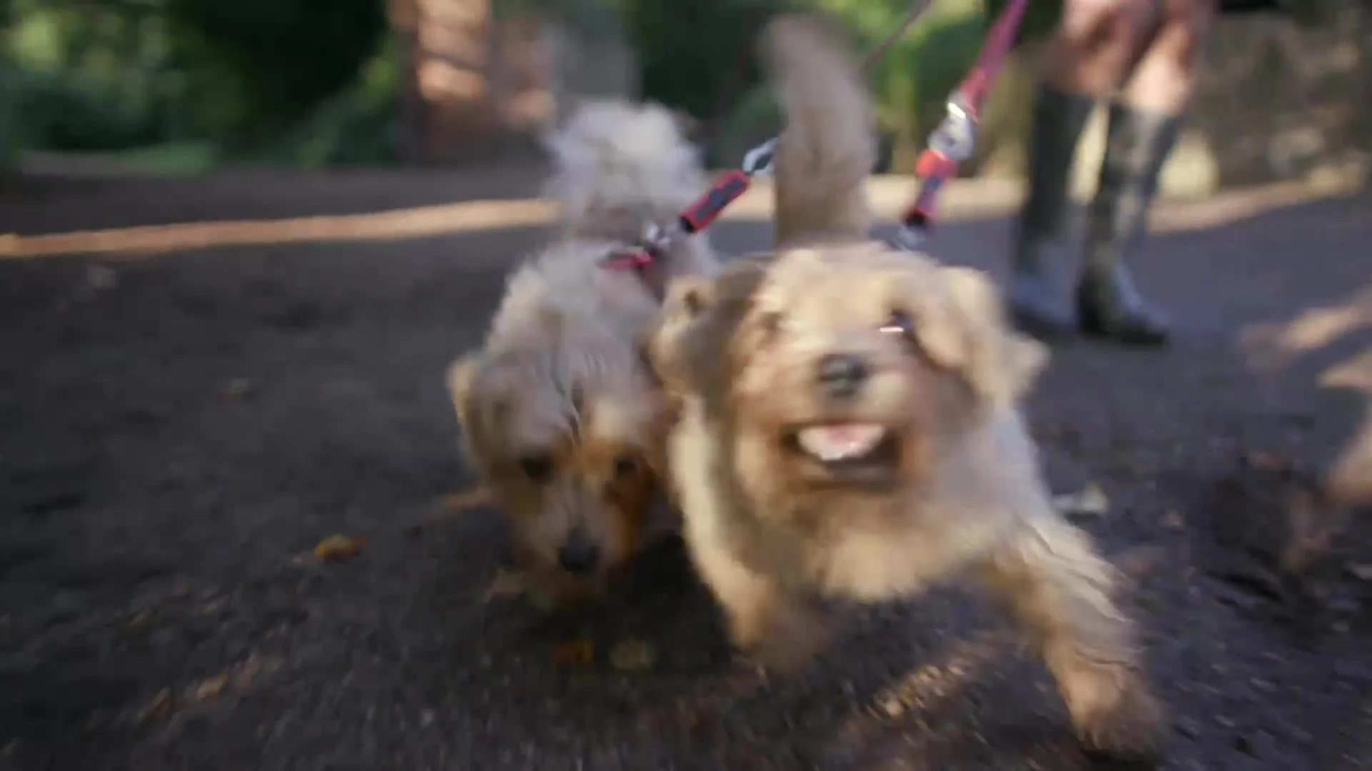 Visitors walking their dogs on the estate
