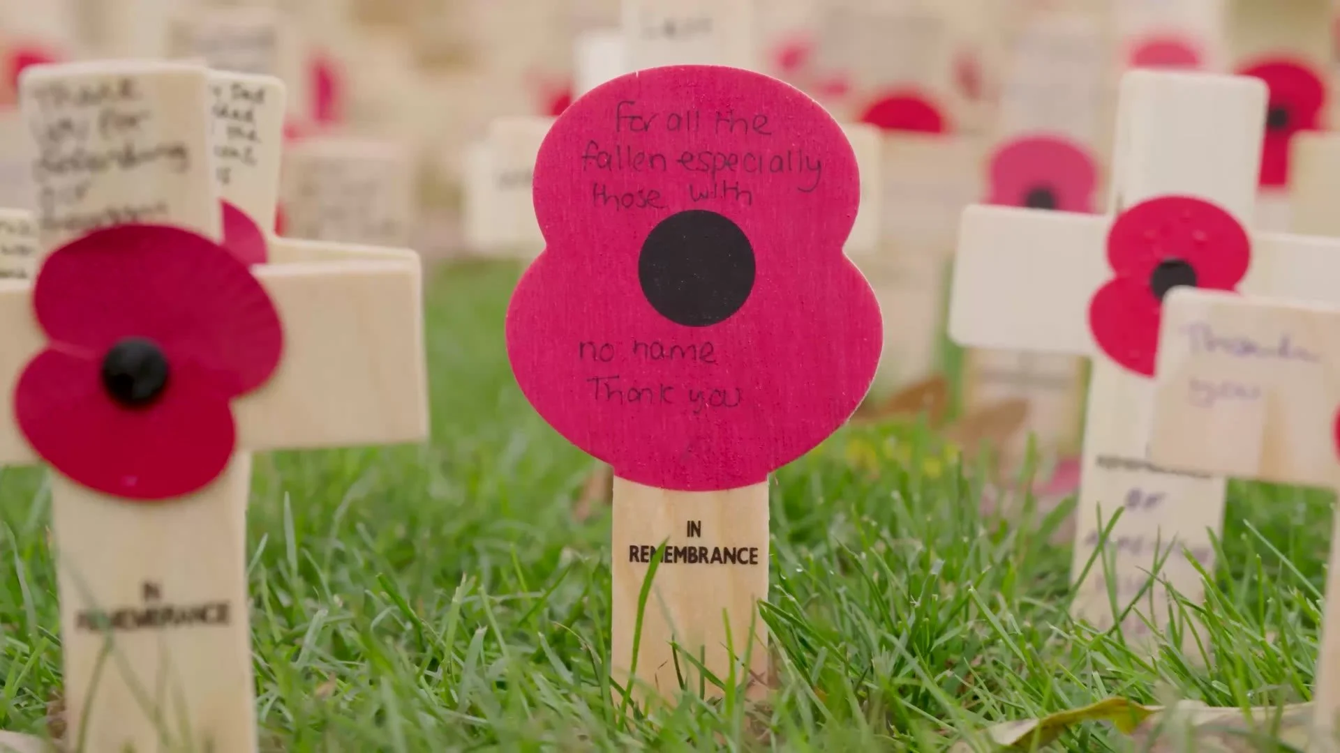 Poppy tributes planted in the grass