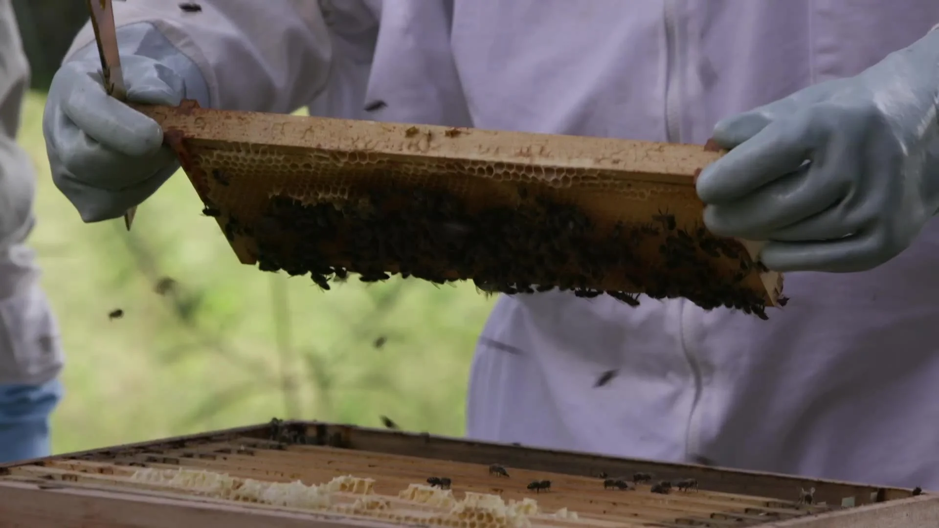 A beekeeper lifting a frame from a hive
