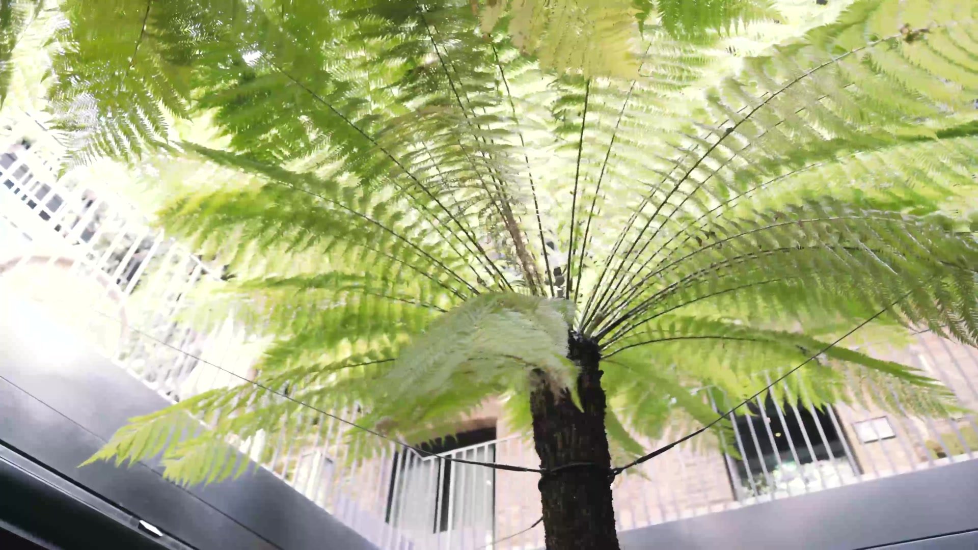 Courtyard dining under the ferns