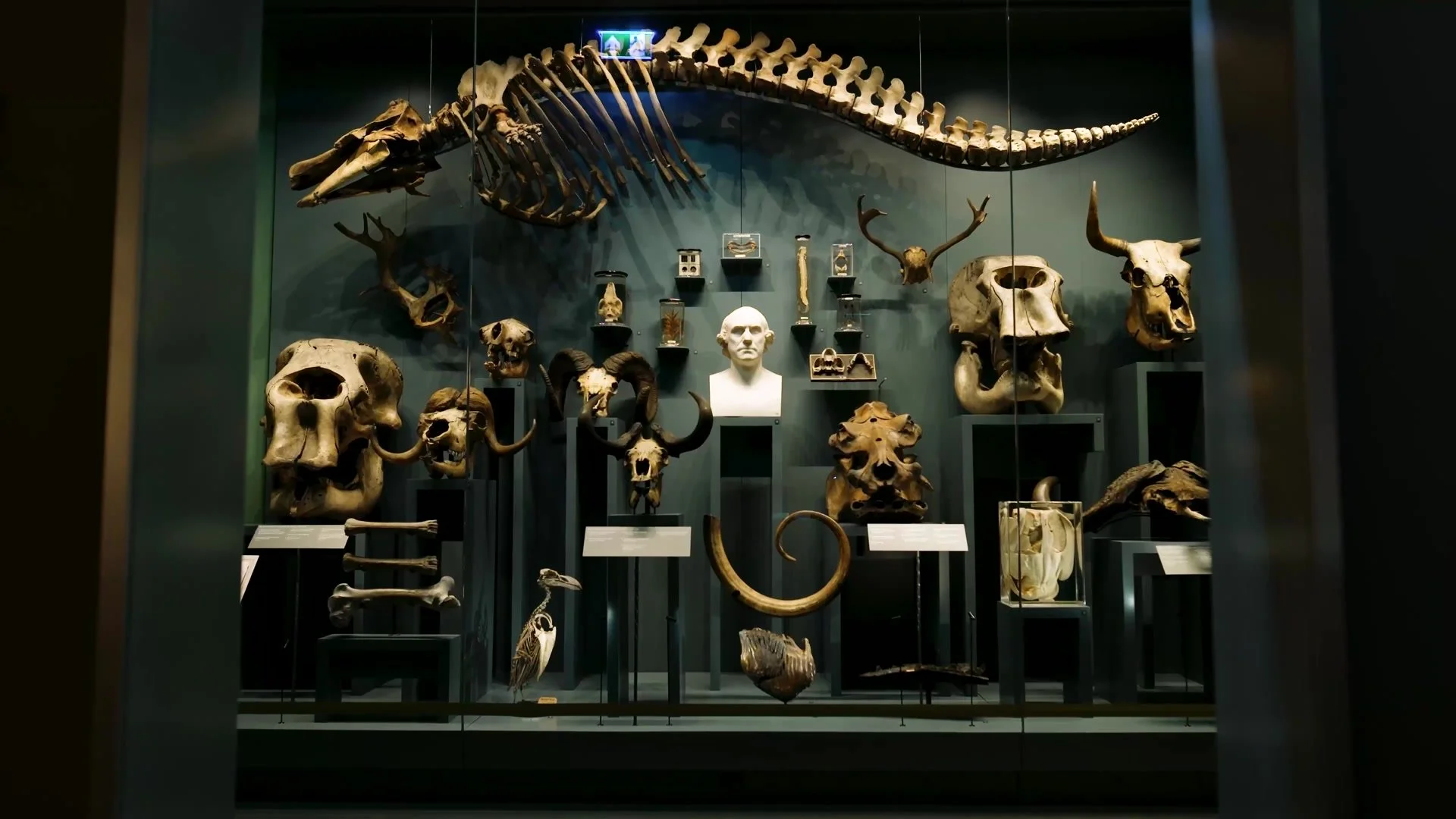 hunterian-museum-royal-college-of-surgeons-architecture-video-skeleton-display-wall.jpg