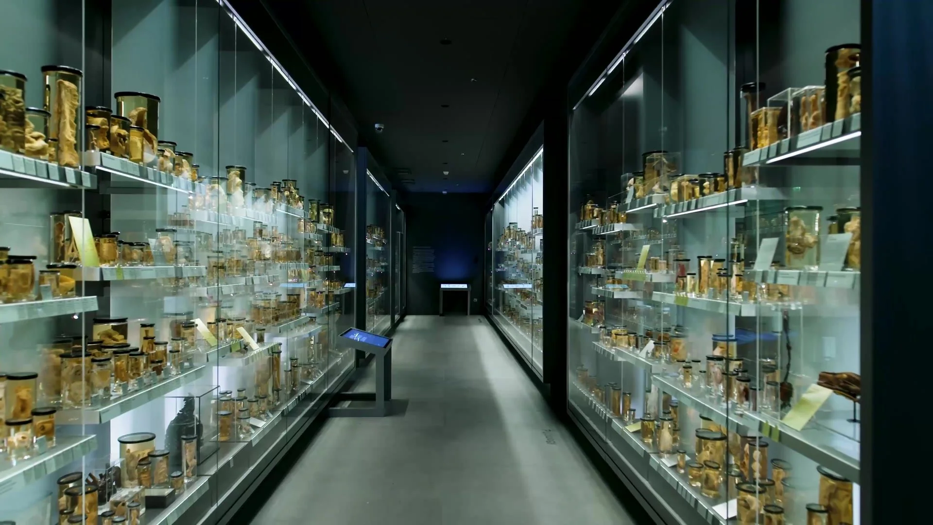 A gallery of specimen display cases