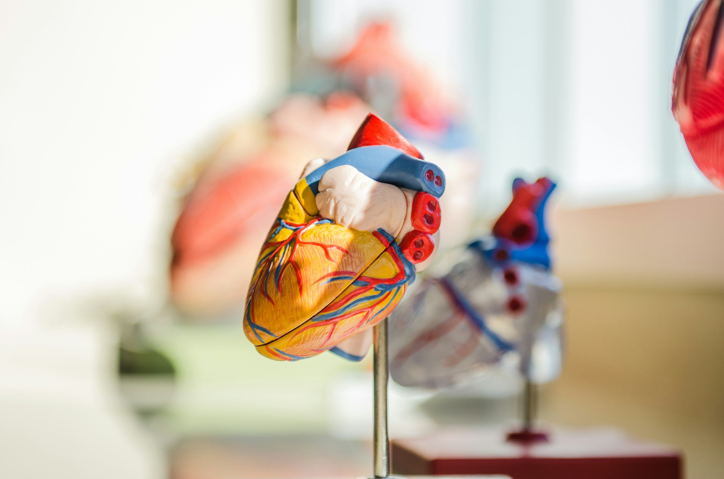 Colorful model of a human heart with detailed illustrations of blood vessels, displayed on a stand, with other models blurred in the background.