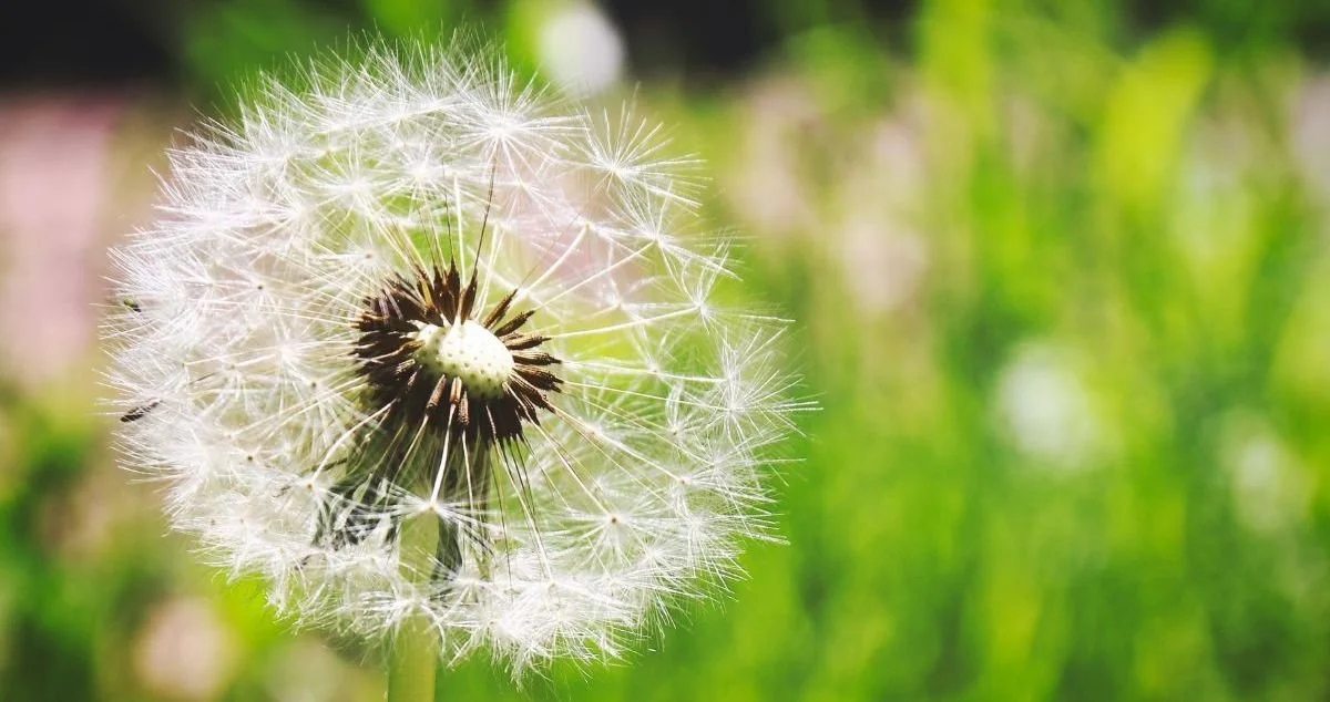 3 Things To Do Today To Beat The Allergy Season!