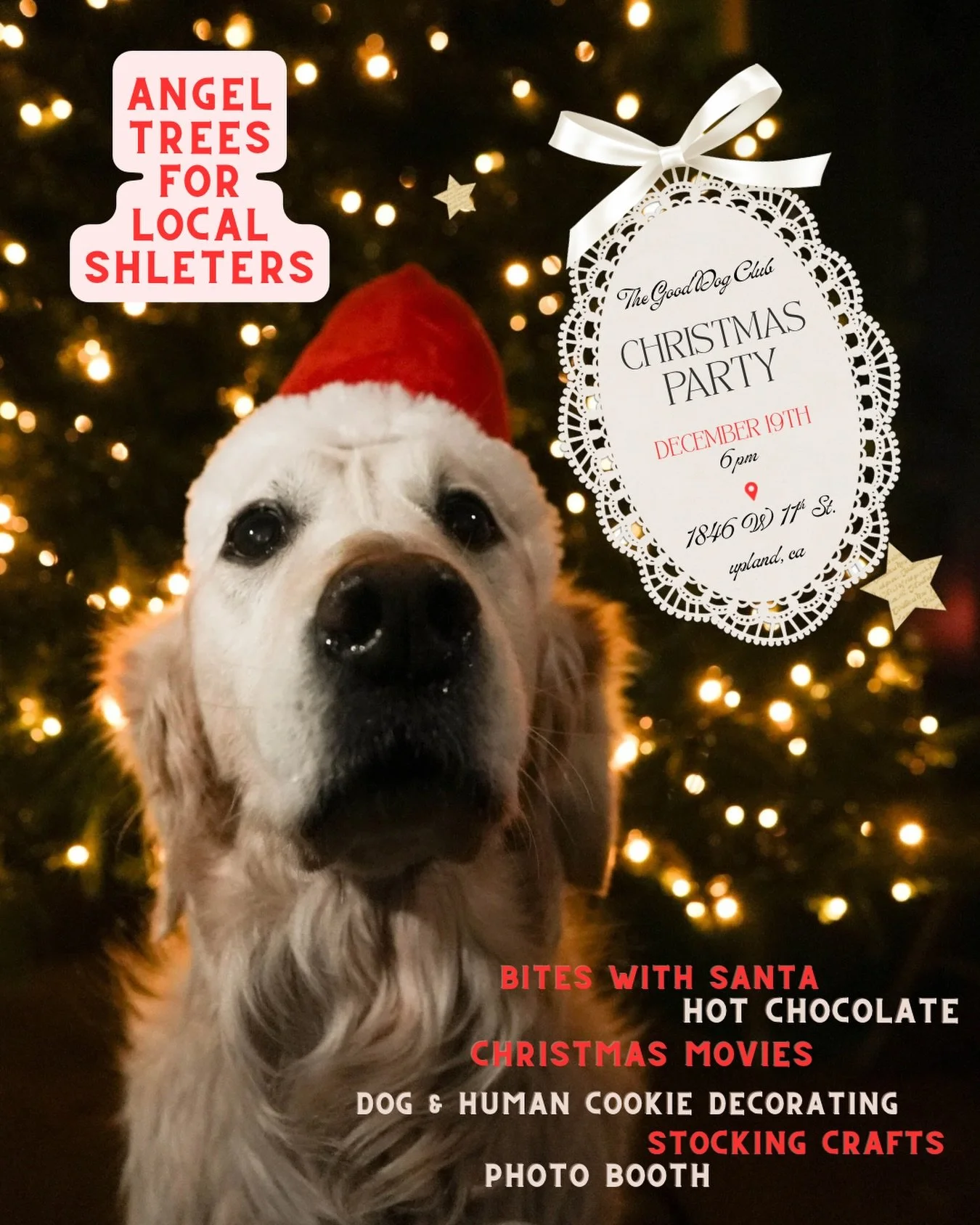 Will you be attending our Christmas party?? Join us for an evening filled with dogs, Christmas joy and hot chocolate 🎄 comment below if you&rsquo;re coming. 🔗 in bio
$75 - Bites with Santa 🎅🏼 
$35 - Entry price 🤍
#christmas #dogs #polarexpress #