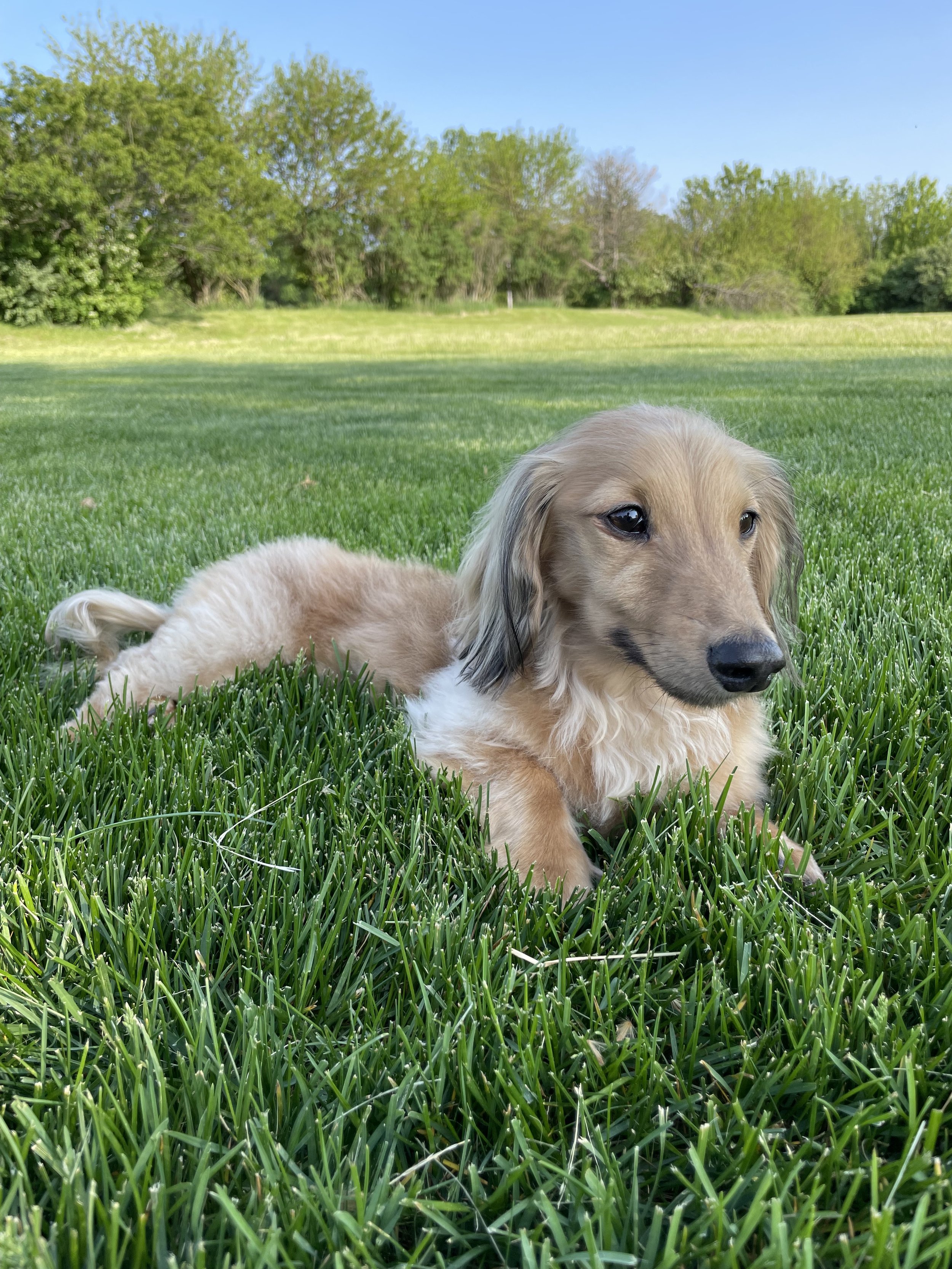 A tan and cream long-haired dachshund puppy lying on lush green grass in a park, with trees and a clear blue sky in the background.