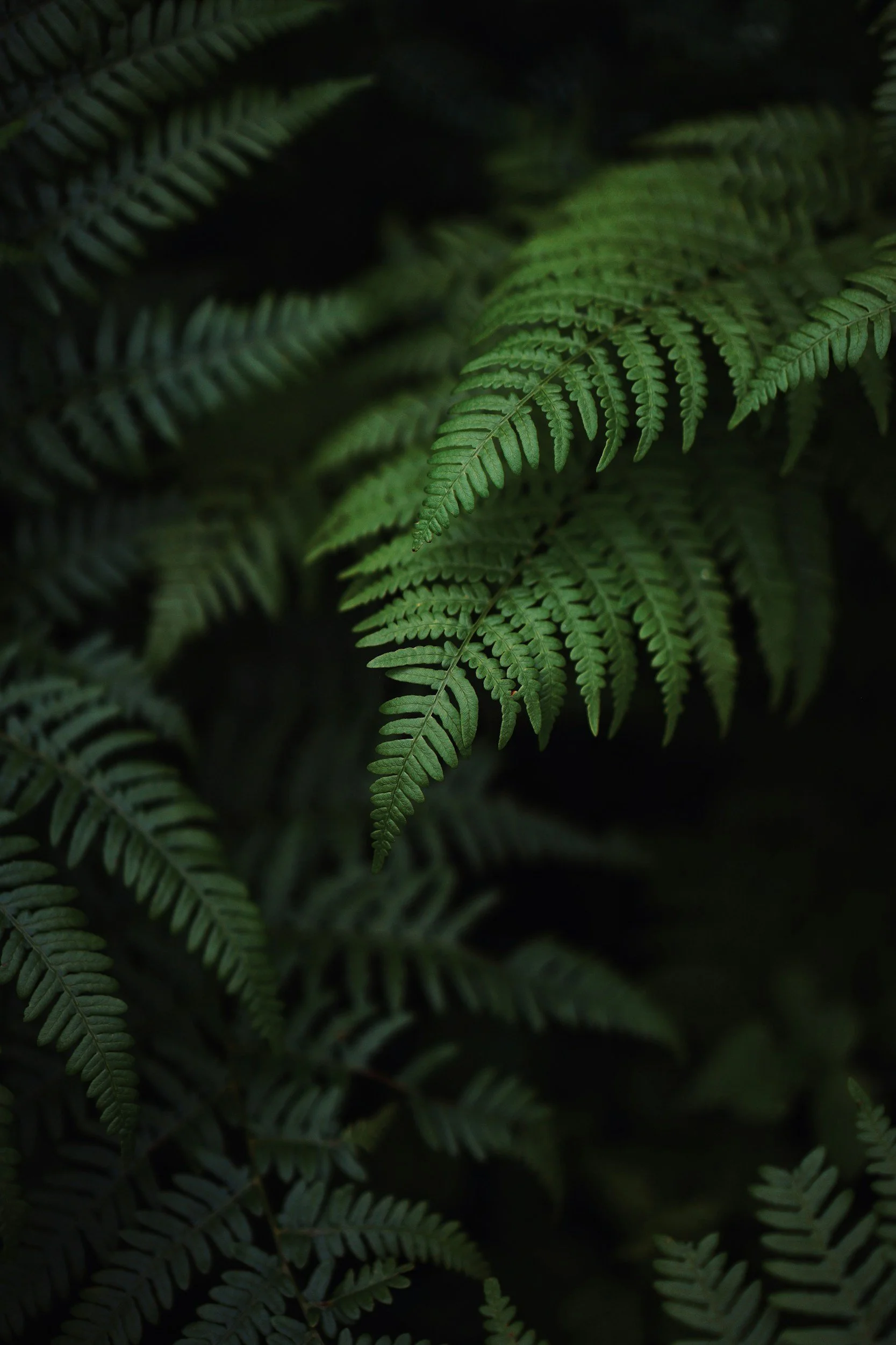 Close-up of green fern leaves in a dark, shaded environment.