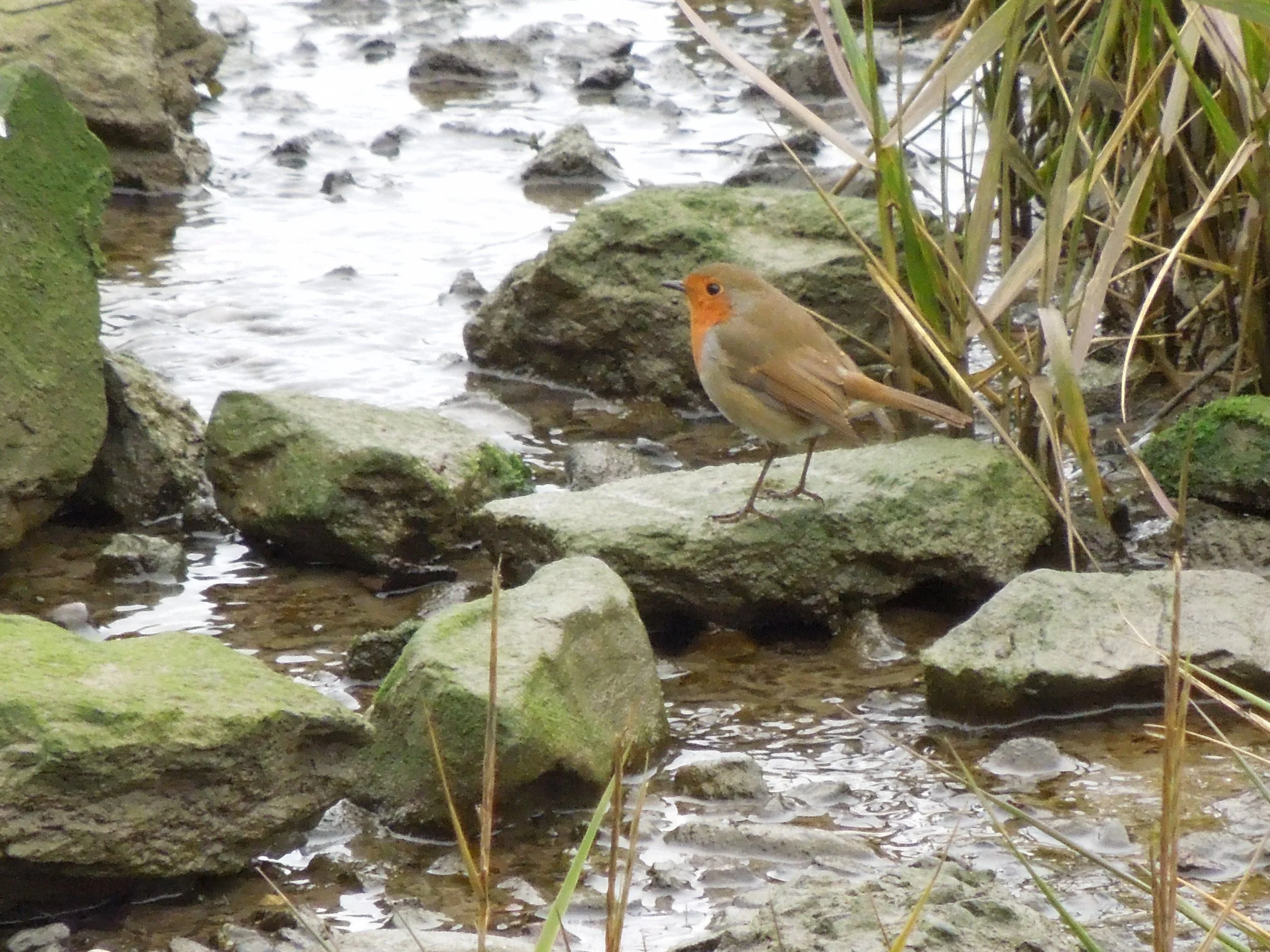 DSCN3910.JPG