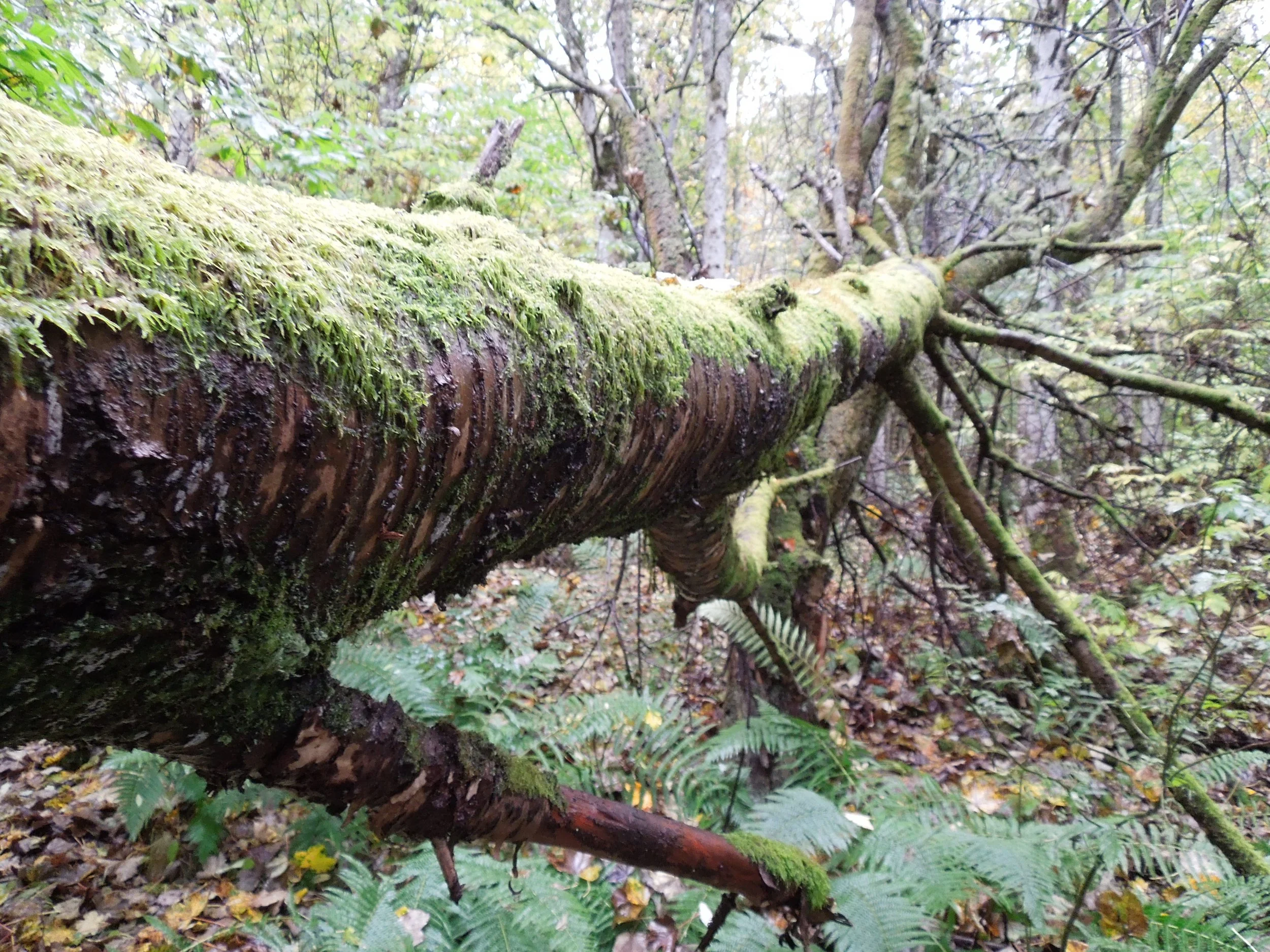 DSCN1638.jpg