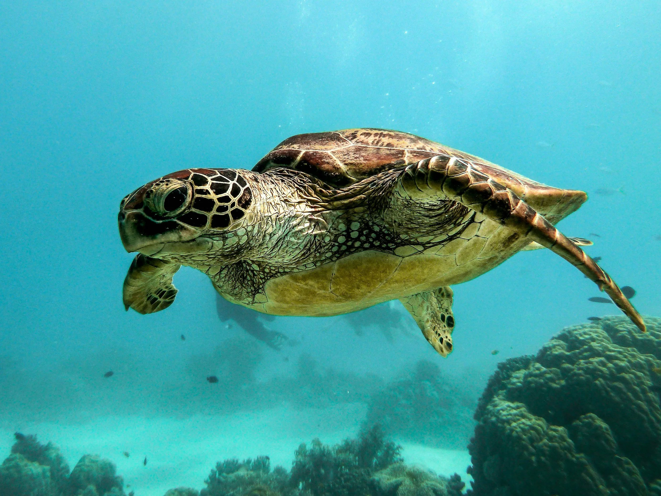 Sea turtle swimming in clear blue water off the Florida Gulf Coast near Indian Rocks Beach