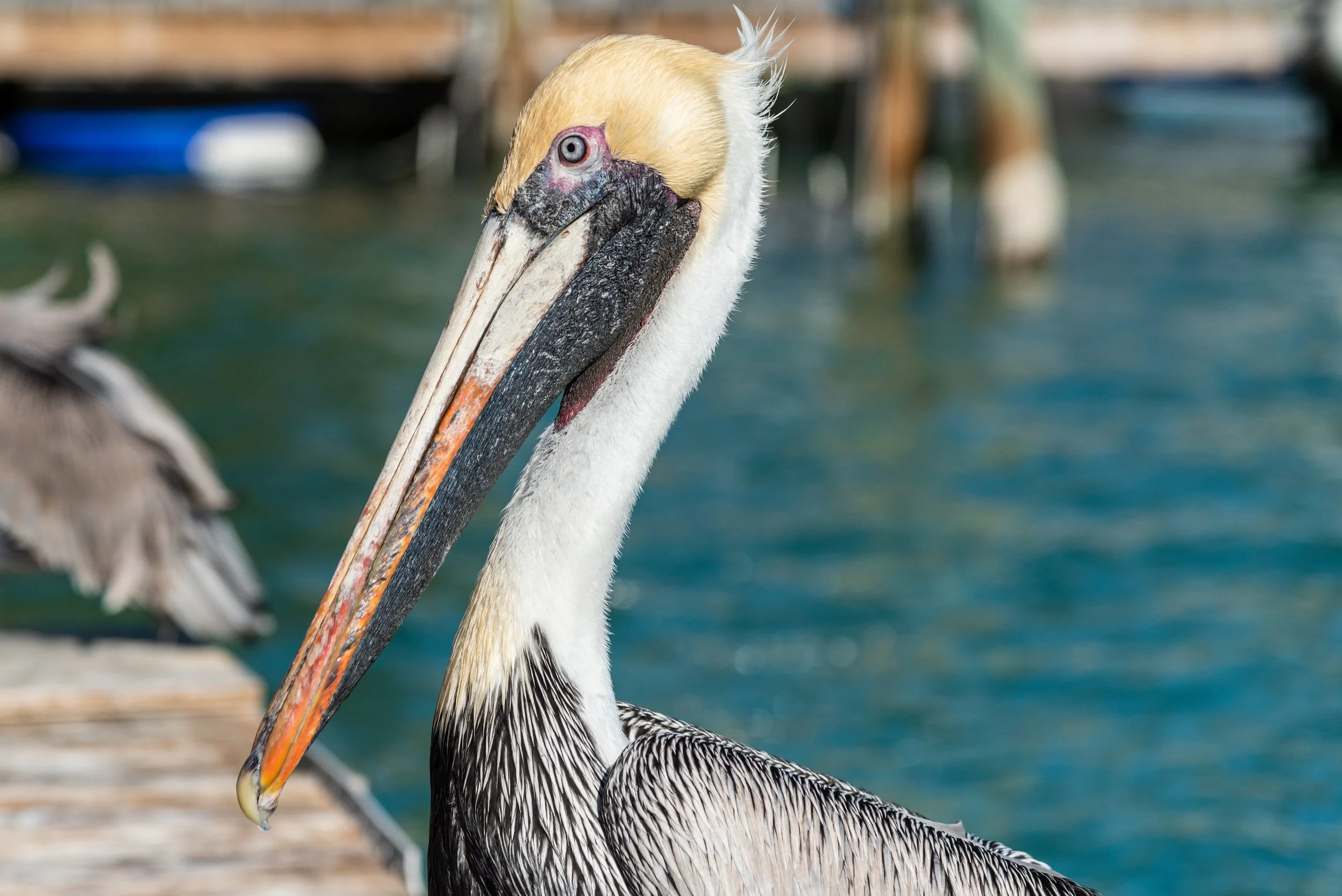 Brown pelican perched near the water along the Florida Gulf Coast at Indian Rocks Beach