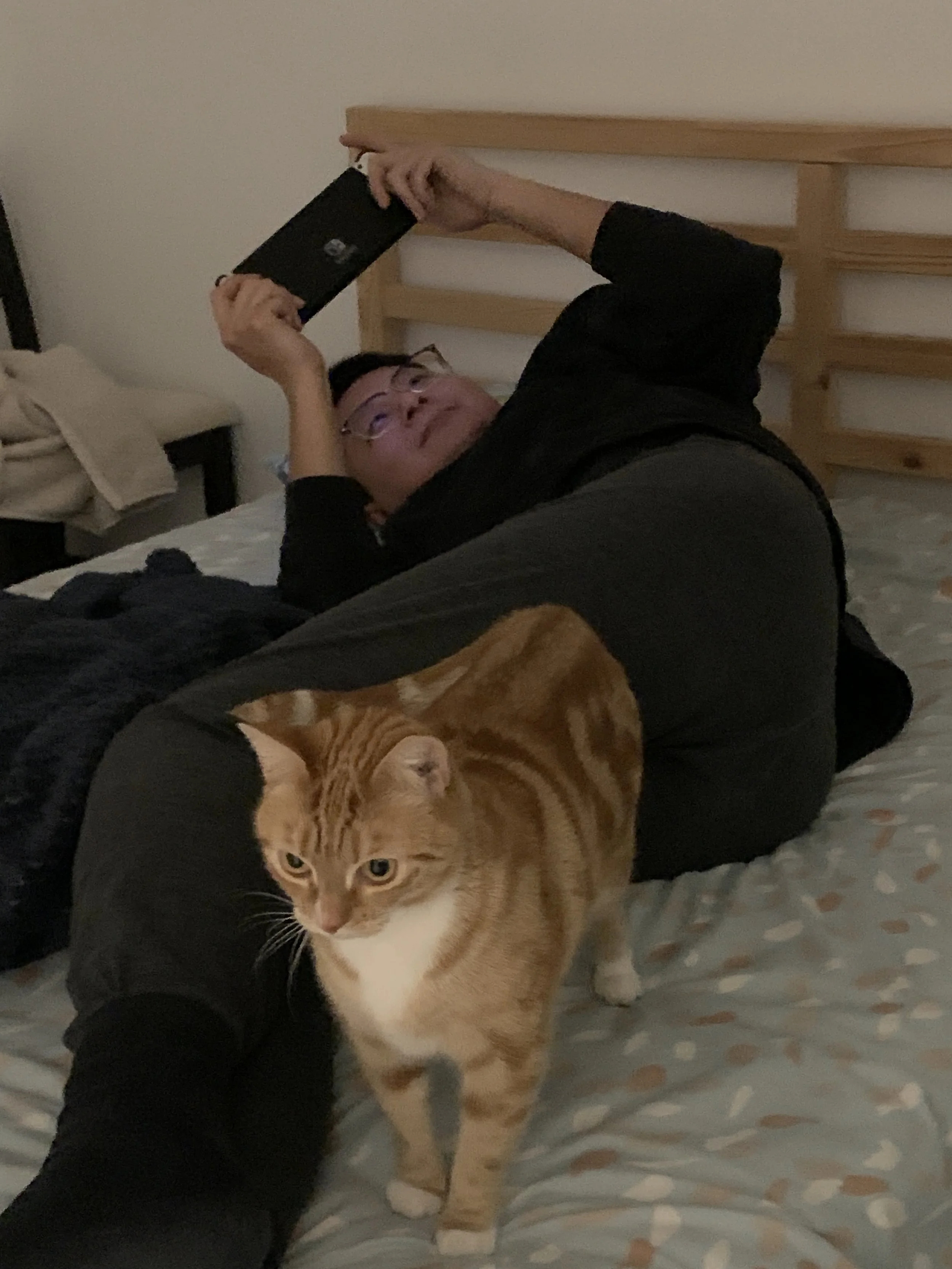 Person lying on bed, holding a phone above head, with a ginger cat walking on the bed near the person's arm.