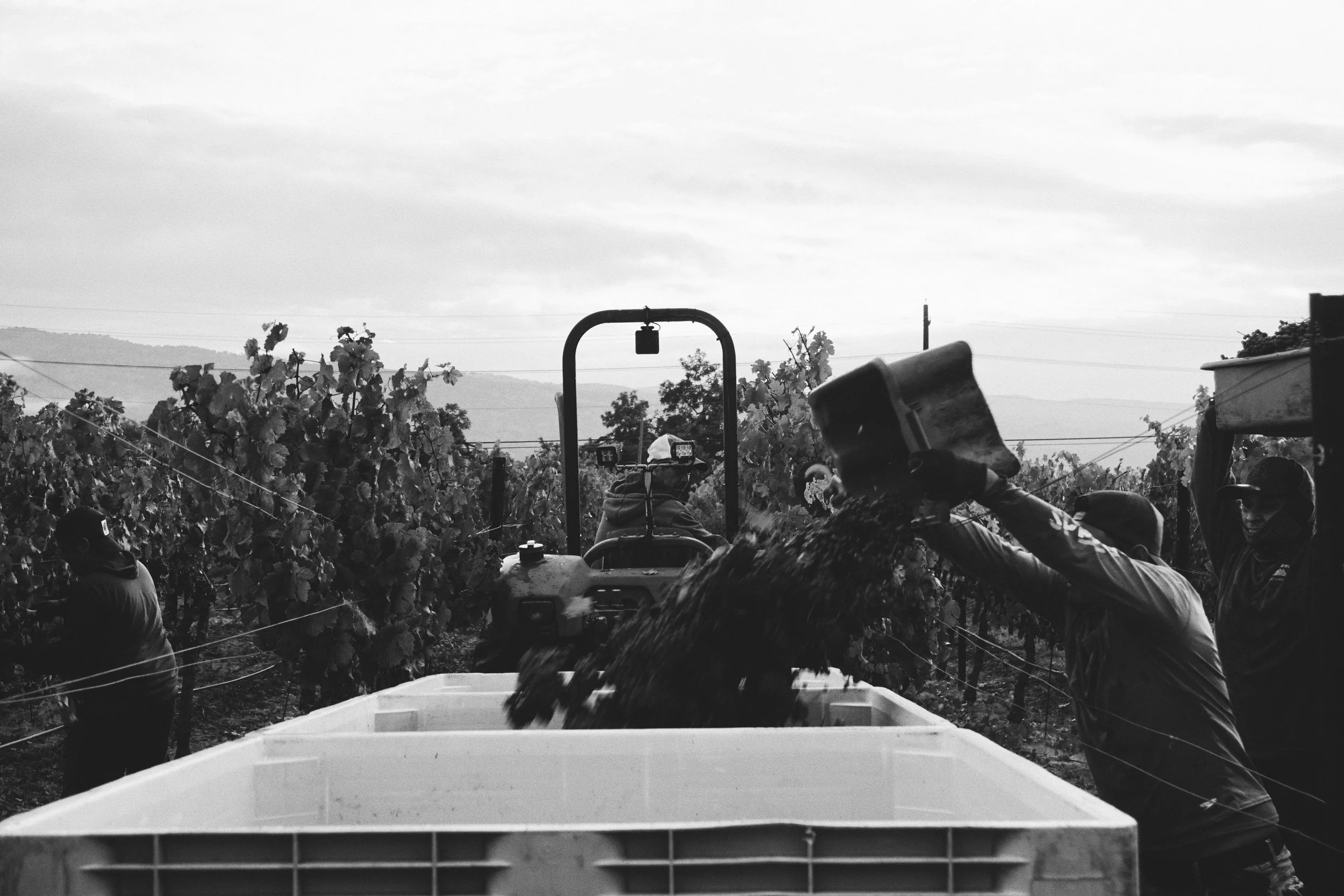 Vineyard harvest with tractor and picking bins in Oak Knoll, Napa Valley.