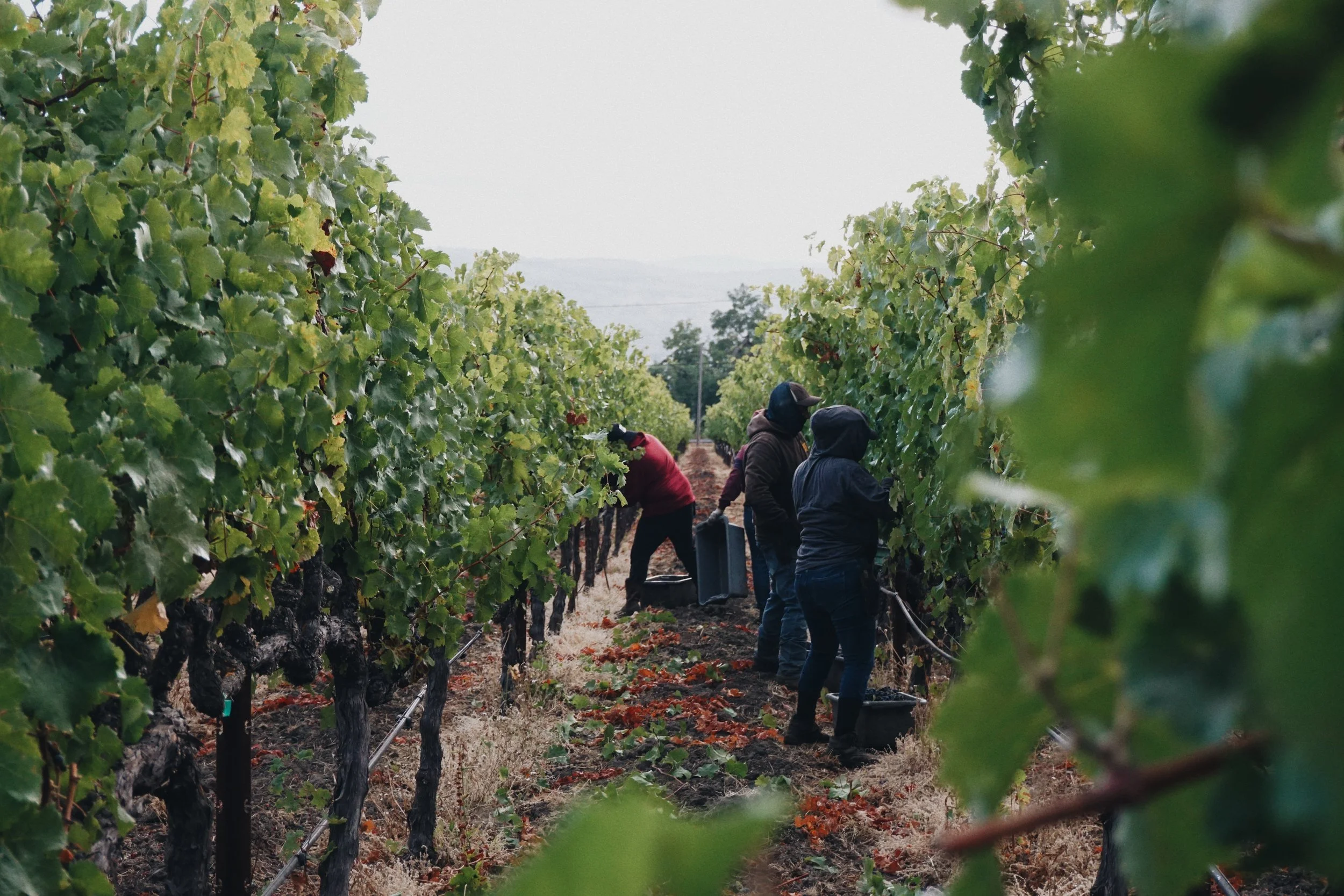 Vineyard crew harvesting grapes in Oak Knoll, Napa Valley.