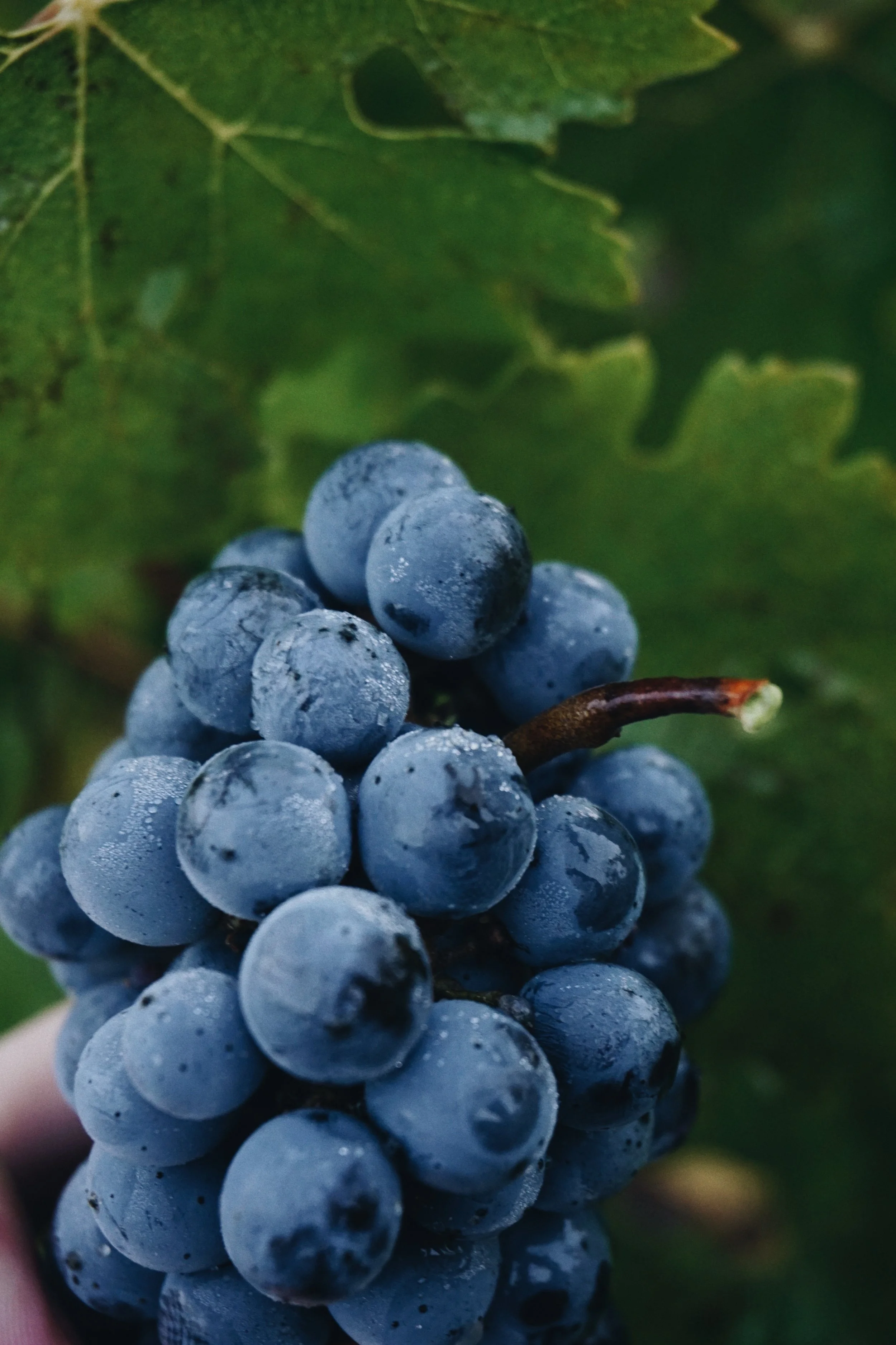 Close-up of a bunch of dark purple grapes with water droplets, set against green grape leaves in Oak Knoll, Napa Valley.