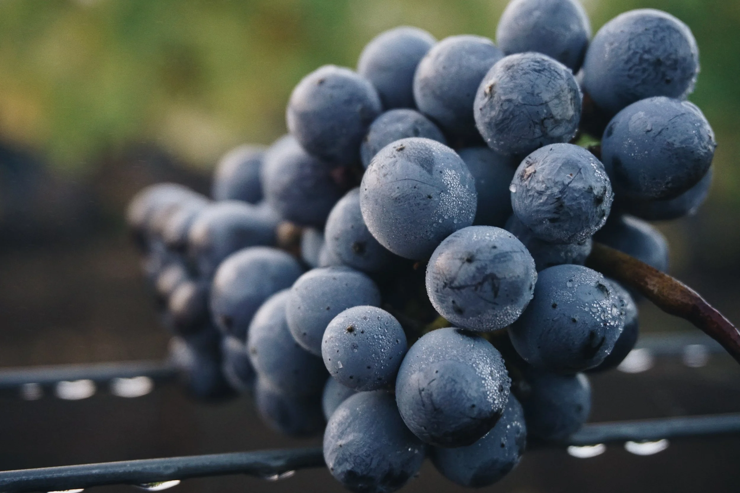 Close-up of a bunch of dark purple grapes with water droplets on them, resting on a metal surface outdoors in Napa Valley.
