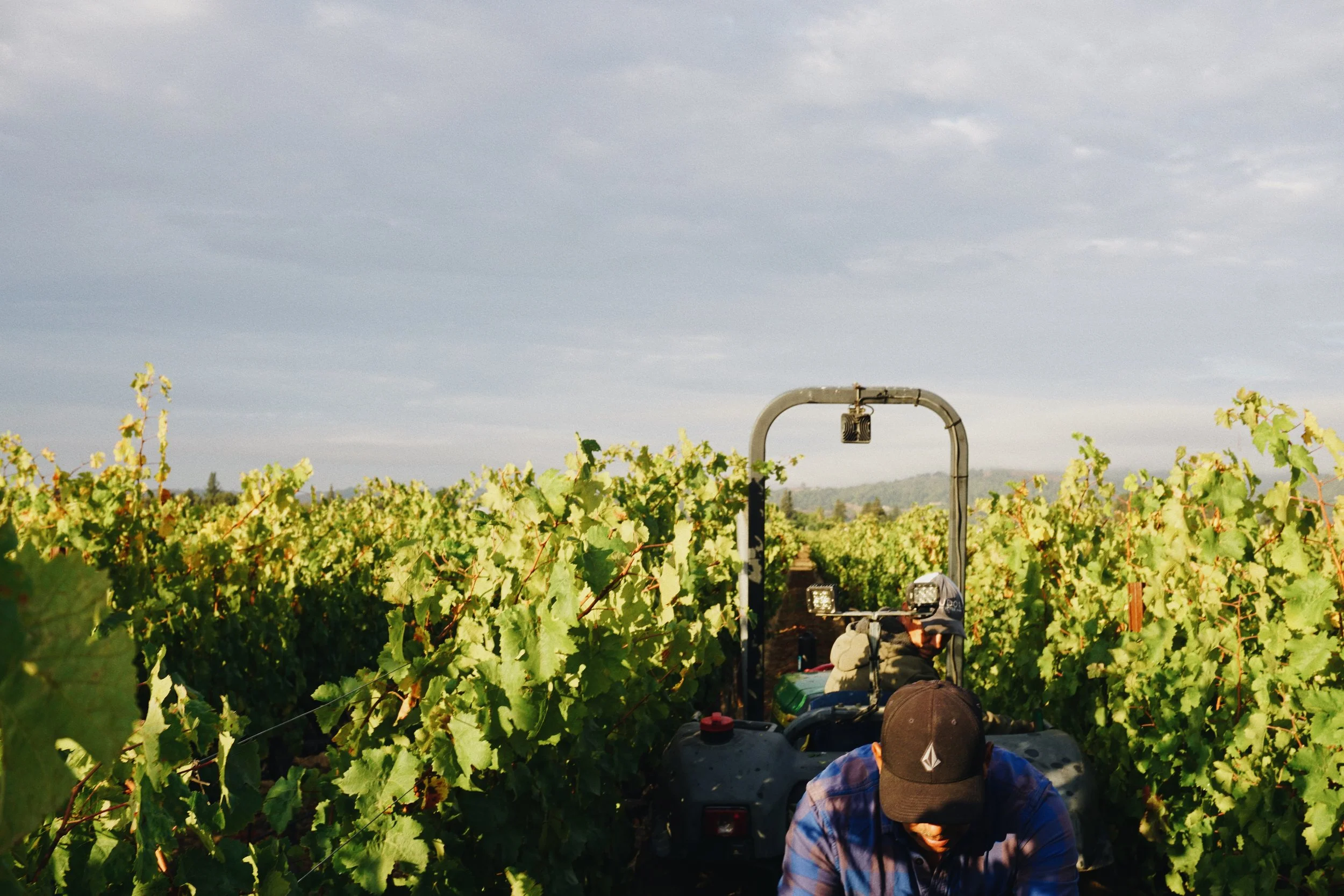 Two people working on a tractor in a vineyard with green grapevines in Napa Valley.